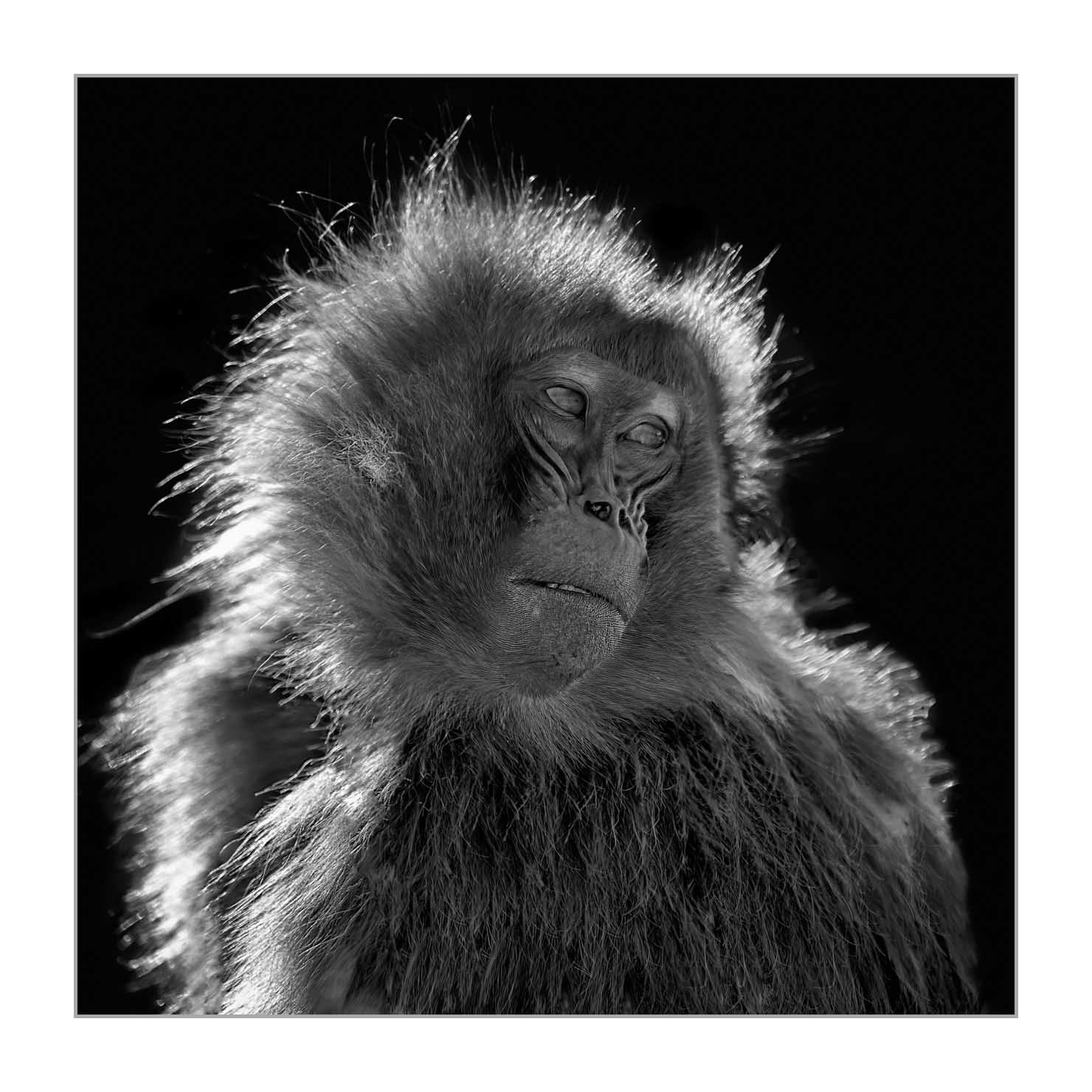 back-to-black/001-beautes-animalieres-ethiopie/fr/02-animaux-sauvages-ethiopie-back-to-black-20181111ETHGEL0364BTB