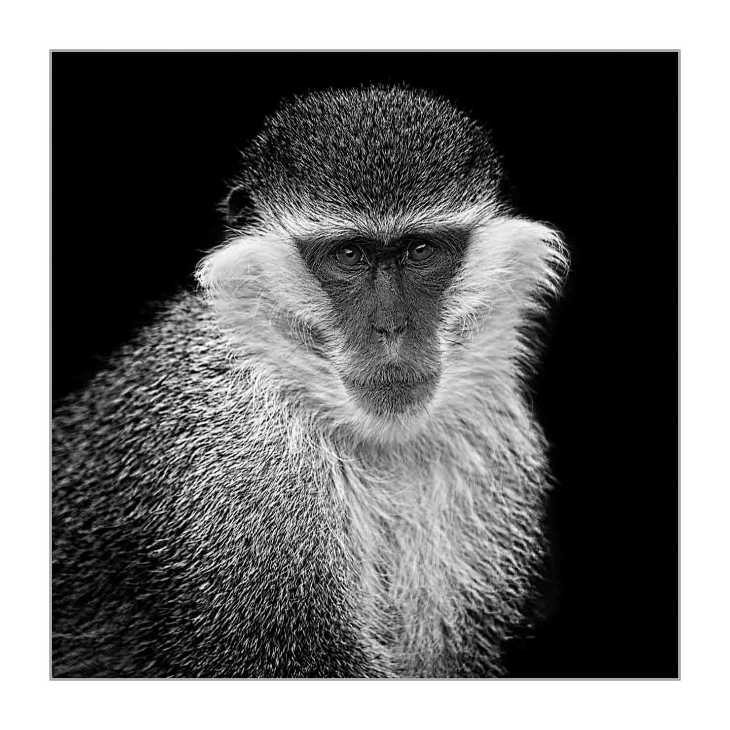 back-to-black/001-beautes-animalieres-ethiopie/fr/03-animaux-sauvages-ethiopie-back-to-black-160213ETHANI0661BTB