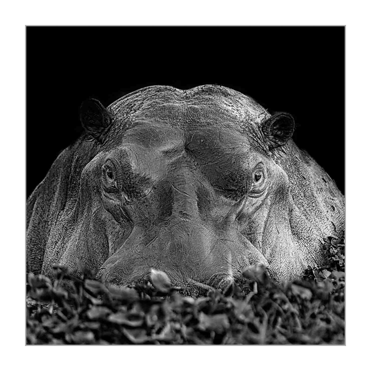 back-to-black/001-beautes-animalieres-ethiopie/fr/07-animaux-sauvages-ethiopie-back-to-black-160213ETHANI0537BTB