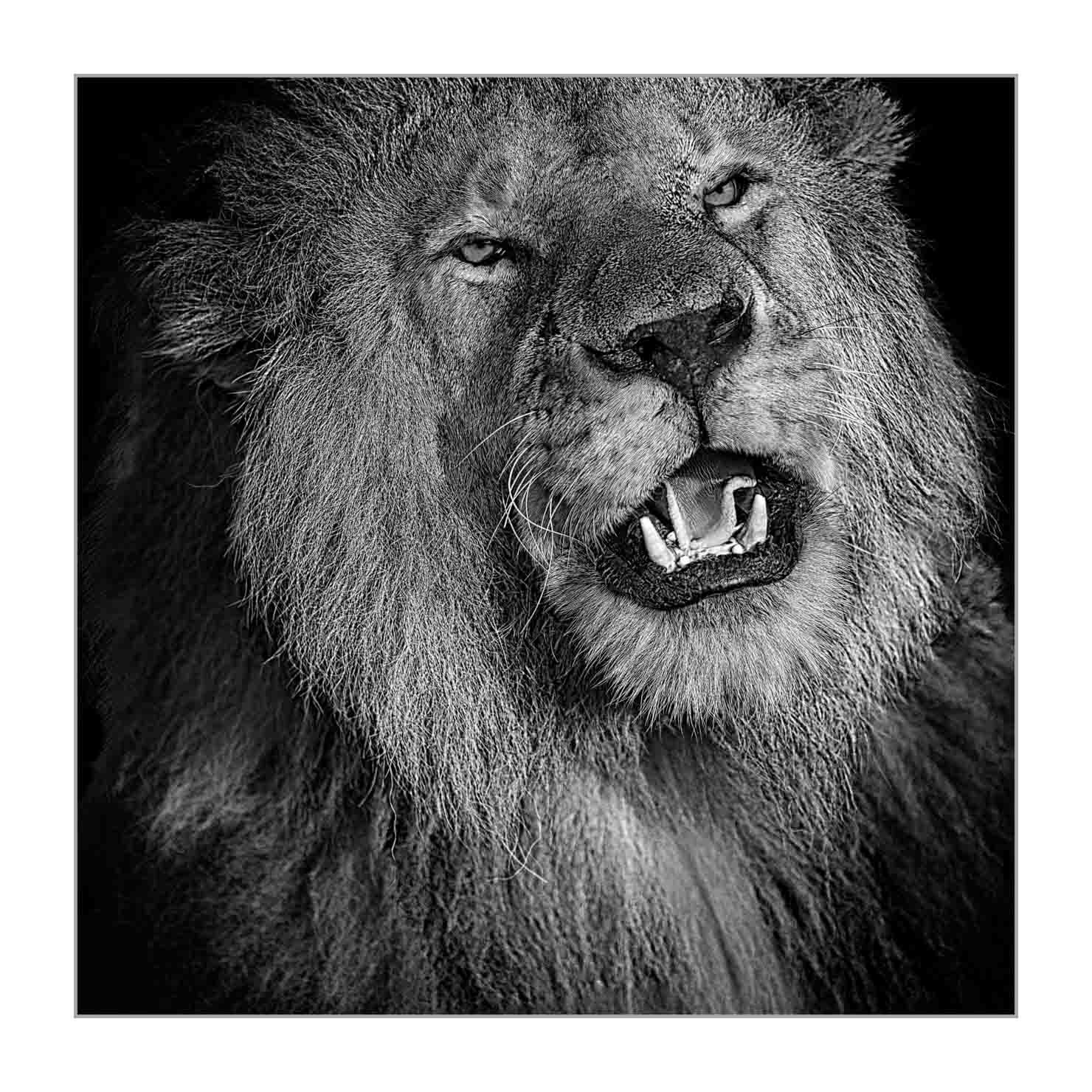 back-to-black/002-beautes-animalieres-du-kenya/fr/01-animaux-sauvages-kenya-back-to-black-170913MASANI7502BTB