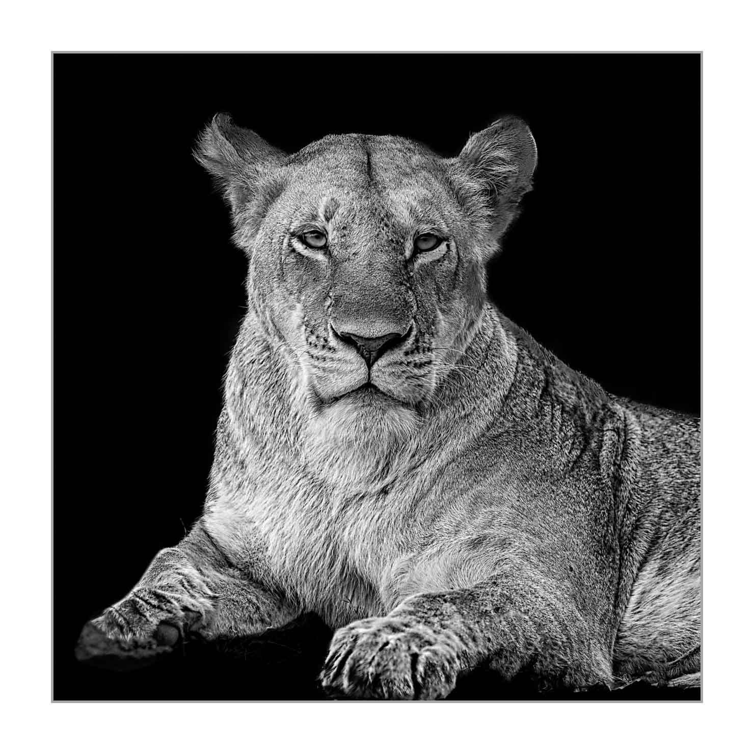 back-to-black/002-beautes-animalieres-du-kenya/fr/02-animaux-sauvages-kenya-back-to-black-170913MASANI6990BTB