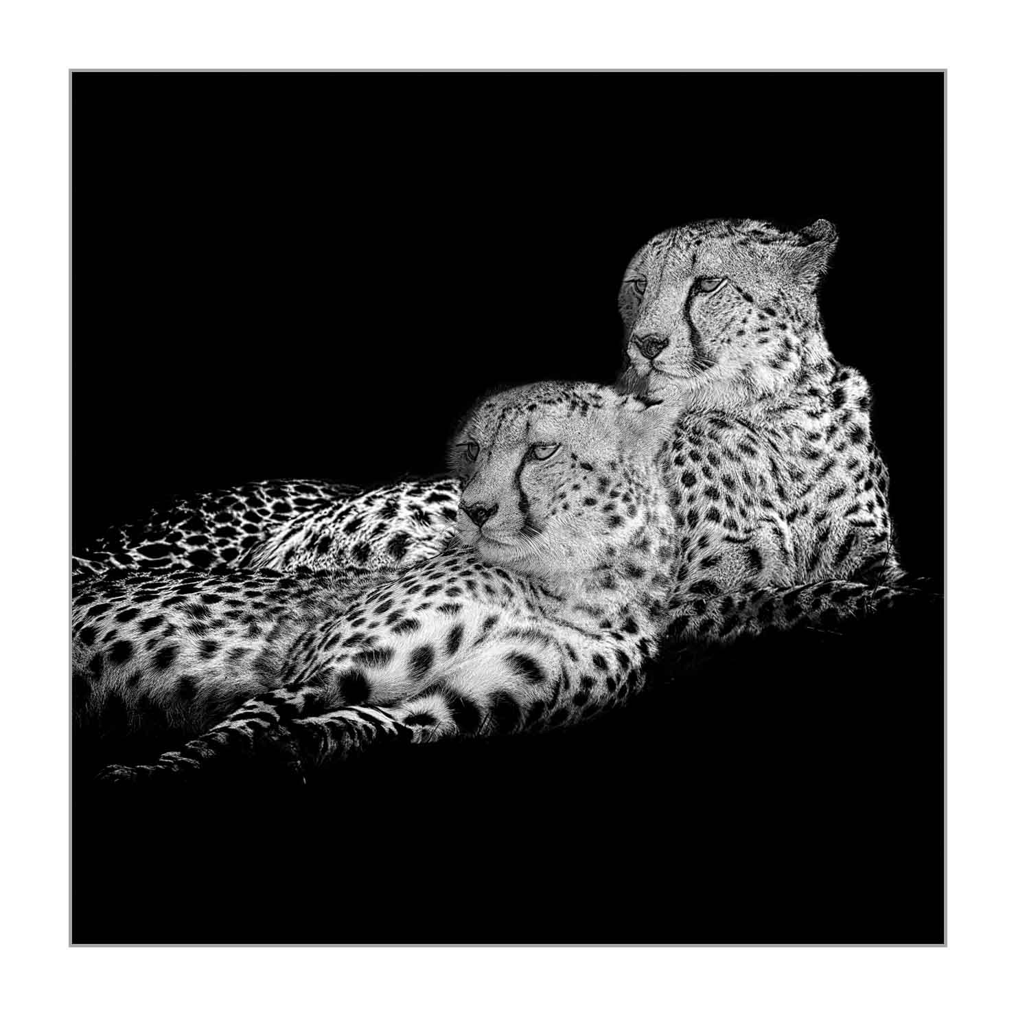 back-to-black/002-beautes-animalieres-du-kenya/fr/03-animaux-sauvages-kenya-back-to-black-170913MASANI4197BTB