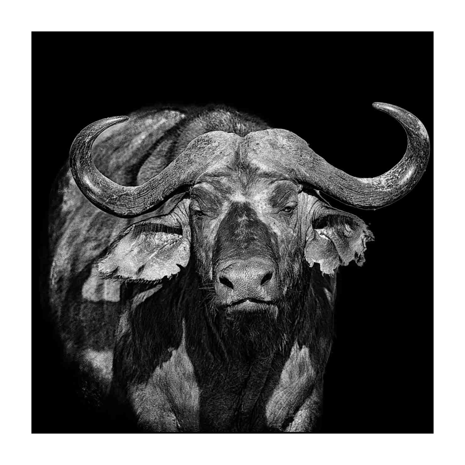 back-to-black/002-beautes-animalieres-du-kenya/fr/04-animaux-sauvages-kenya-back-to-black-170913MASANI0550BTB