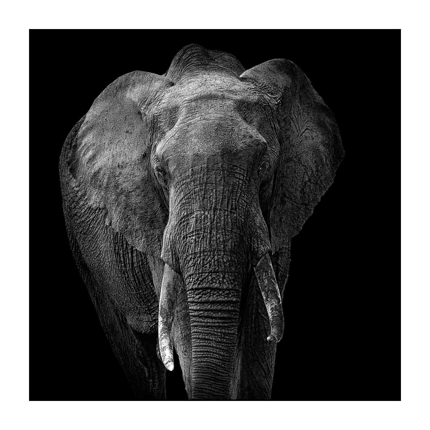 back-to-black/002-beautes-animalieres-du-kenya/fr/05-animaux-sauvages-kenya-back-to-black-170913MASANI2432BTB