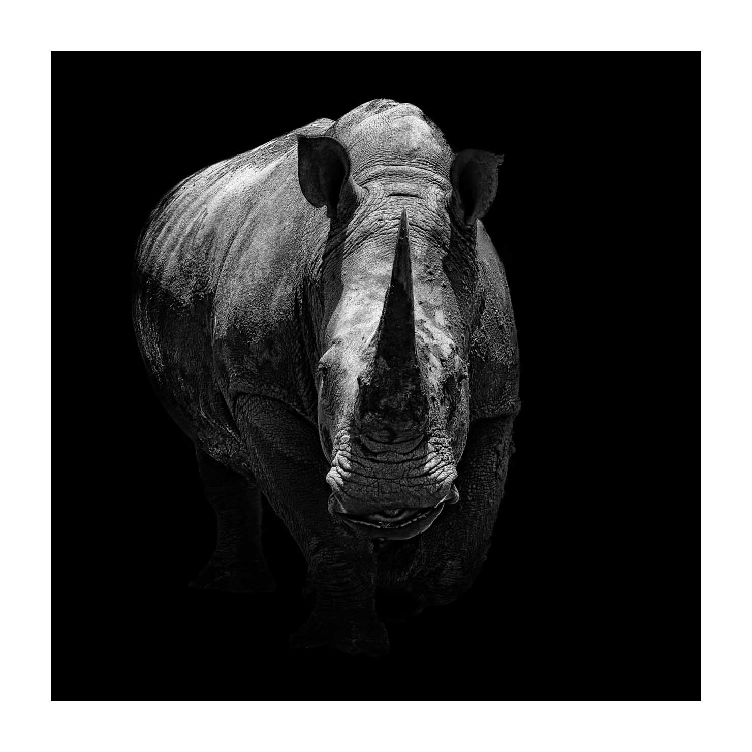 back-to-black/002-beautes-animalieres-du-kenya/fr/06-animaux-sauvages-kenya-back-to-black-170913MASANI7889BTB