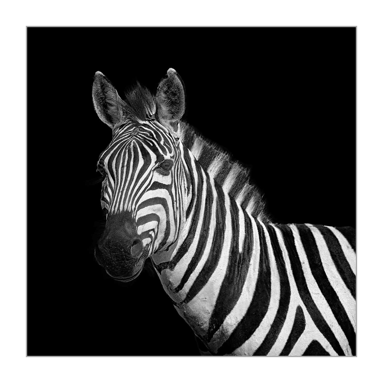 back-to-black/002-beautes-animalieres-du-kenya/fr/07-animaux-sauvages-kenya-back-to-black-170913MASANI8822BTB