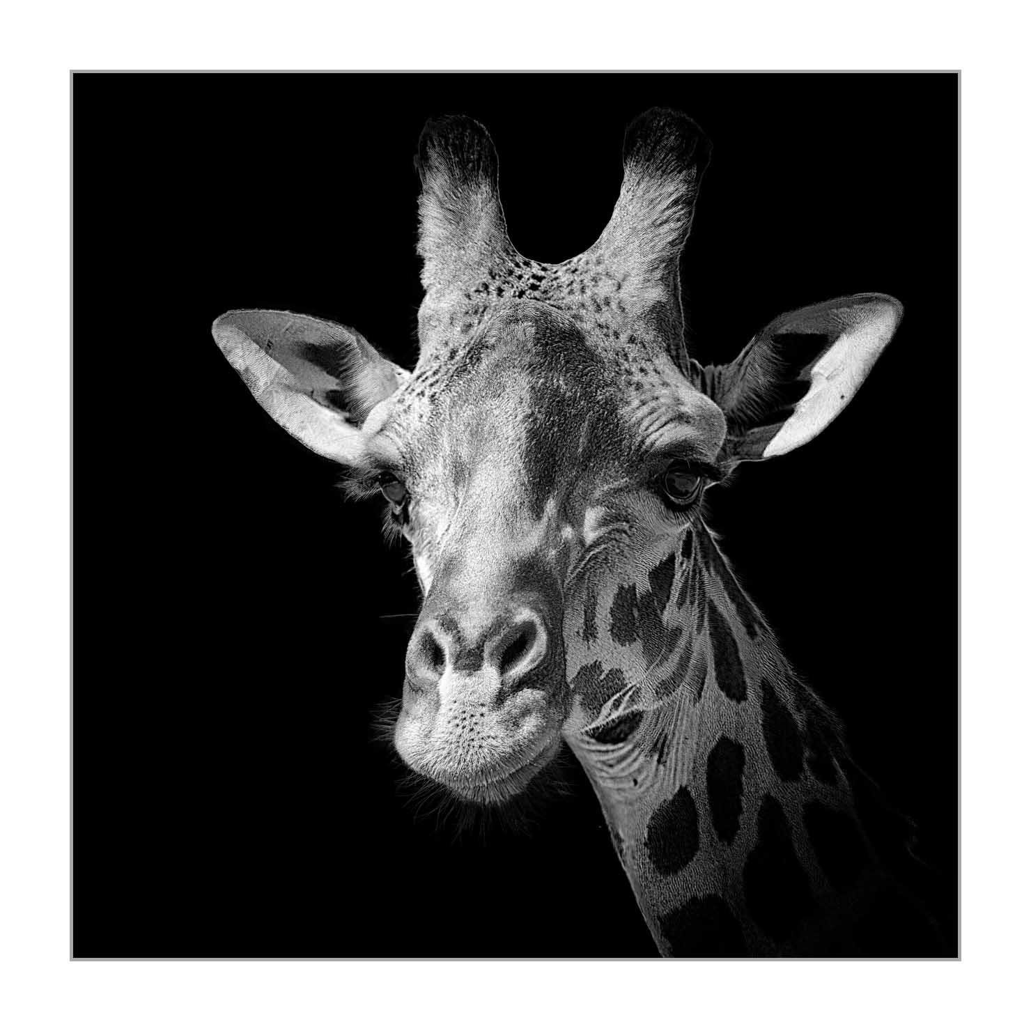 back-to-black/002-beautes-animalieres-du-kenya/fr/08-animaux-sauvages-kenya-back-to-black-170913MASANI3766BTB
