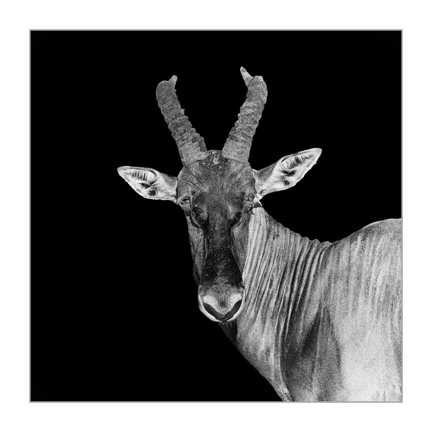 back-to-black/002-beautes-animalieres-du-kenya/fr/09-animaux-sauvages-kenya-back-to-black-170913MASANI8418BTB