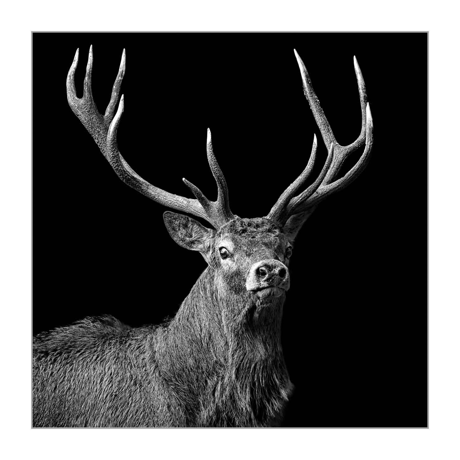 back-to-black/003-beautes-animalieres-de-la-france/fr/02-animaux-sauvages-france-back-to-black-20210926BRACHA0197BTB