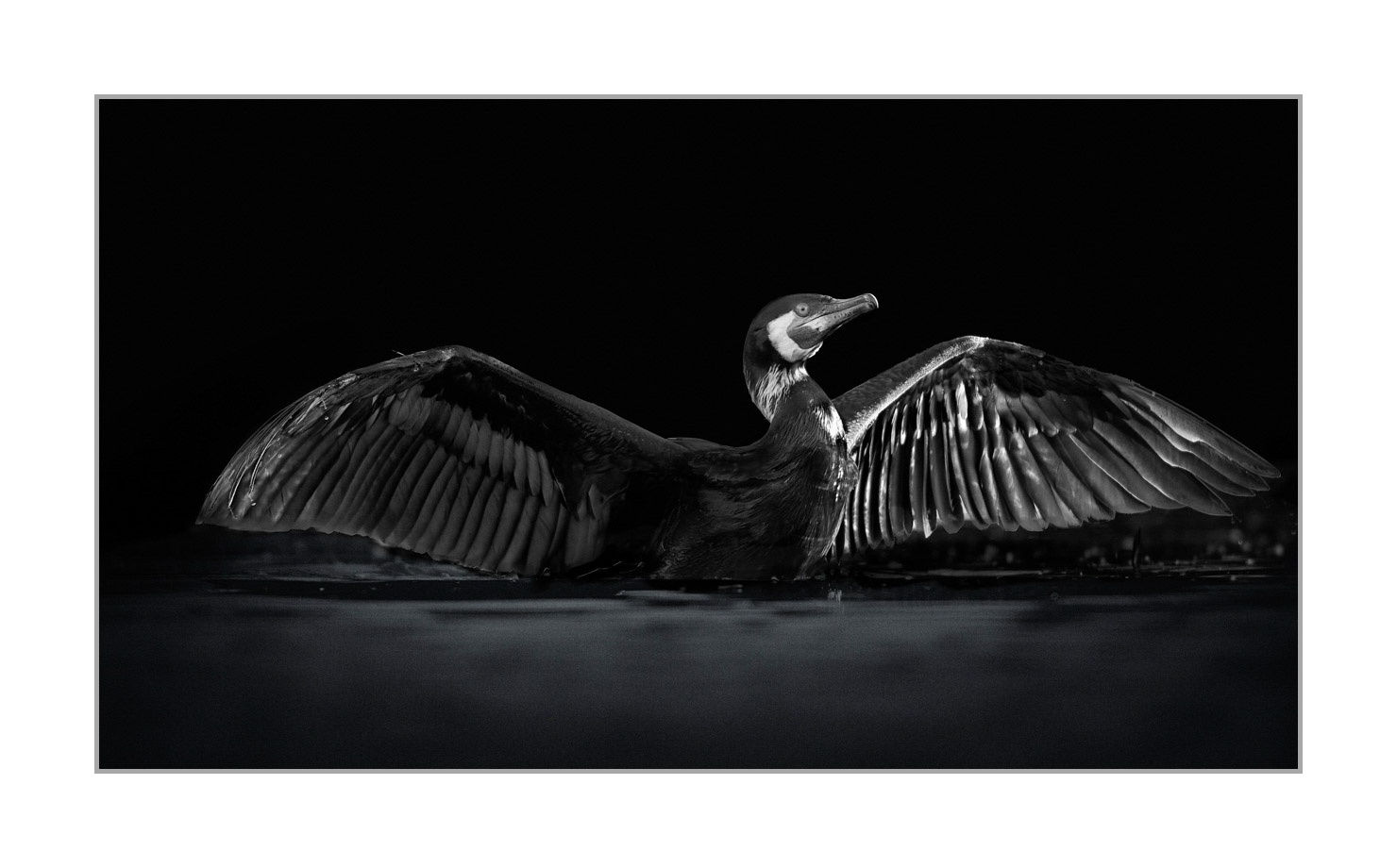back-to-black/004-beautes-animalieres-de-la-dombes/en/10-wild-animals-dombes-back-to-black-20210525DOMWLD1055BTB