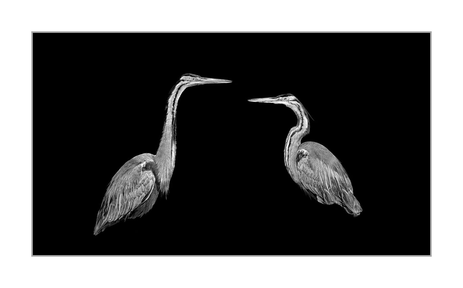 back-to-black/004-beautes-animalieres-de-la-dombes/fr/01-animaux-sauvages-dombes-back-to-black-160528DOMWIL0051BTB