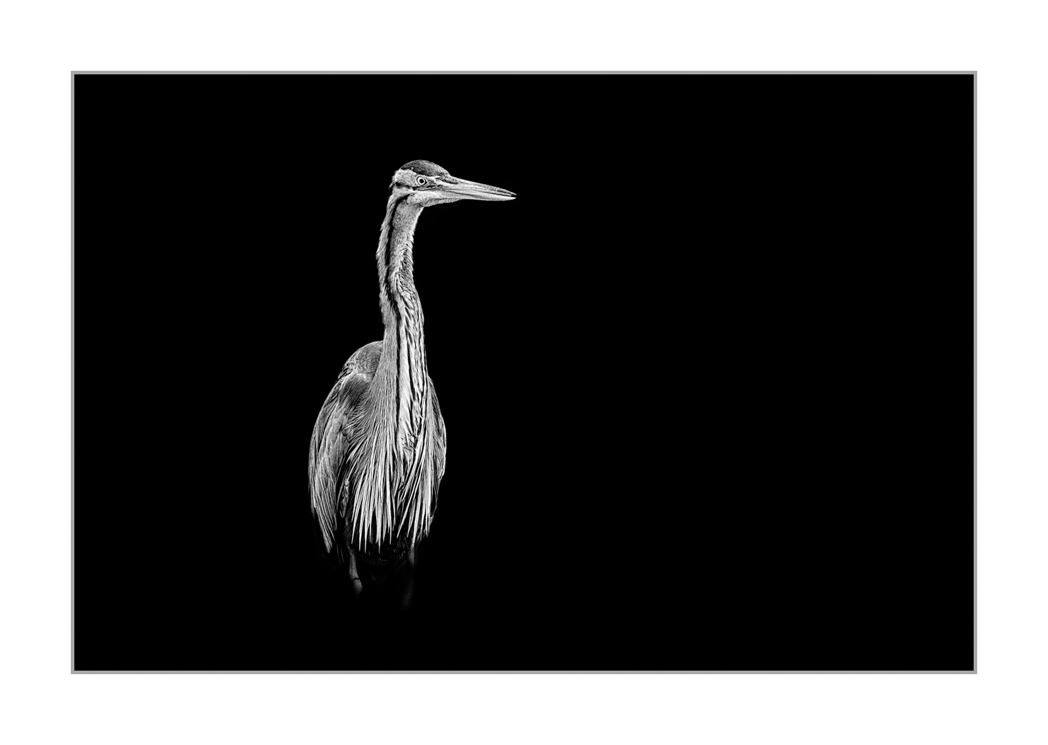 back-to-black/004-beautes-animalieres-de-la-dombes/fr/03-animaux-sauvages-dombes-back-to-black-160528DOMWIL0119BTB