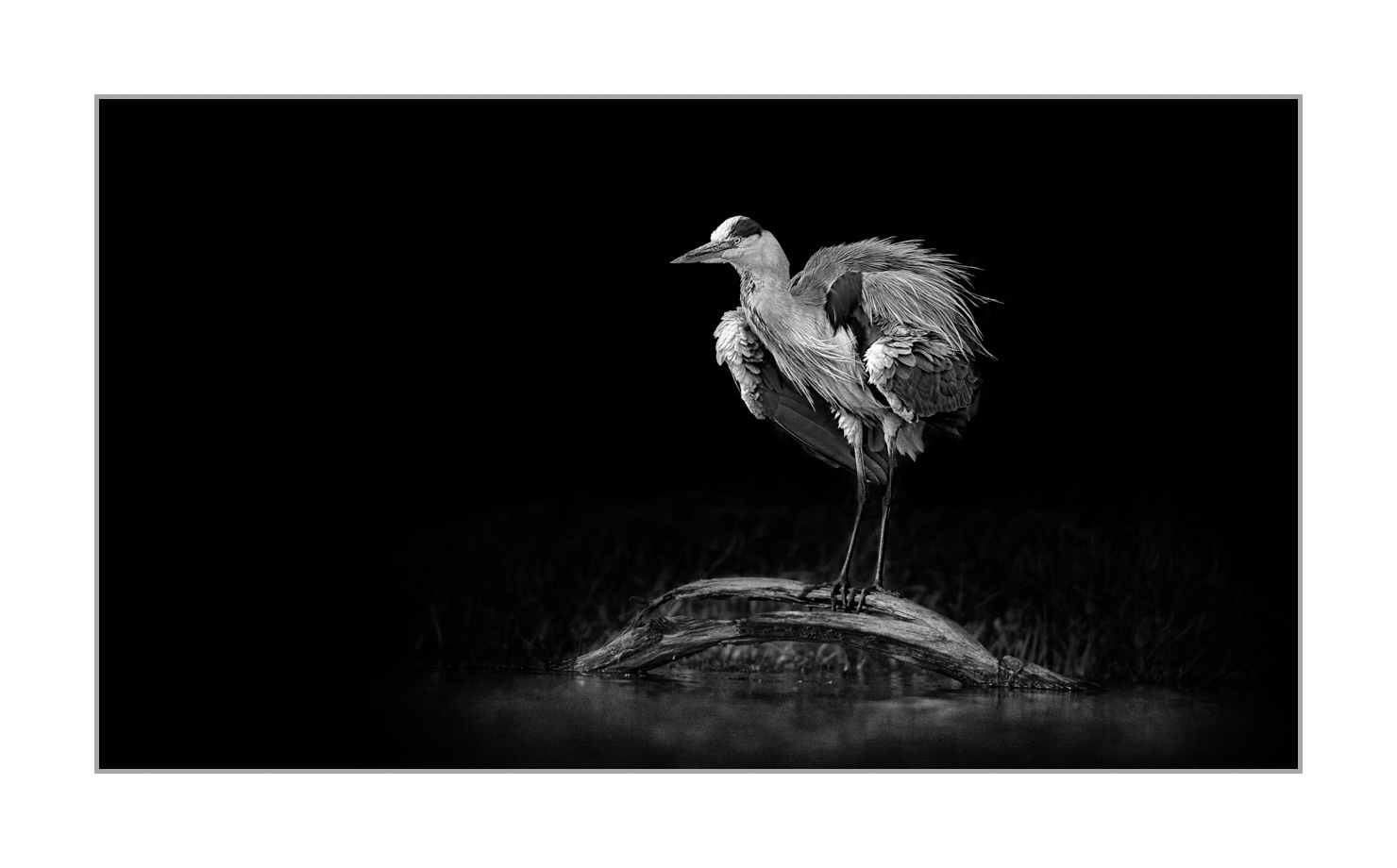 back-to-black/004-beautes-animalieres-de-la-dombes/fr/05-animaux-sauvages-dombes-back-to-black-20210525DOMWLD2741BTB