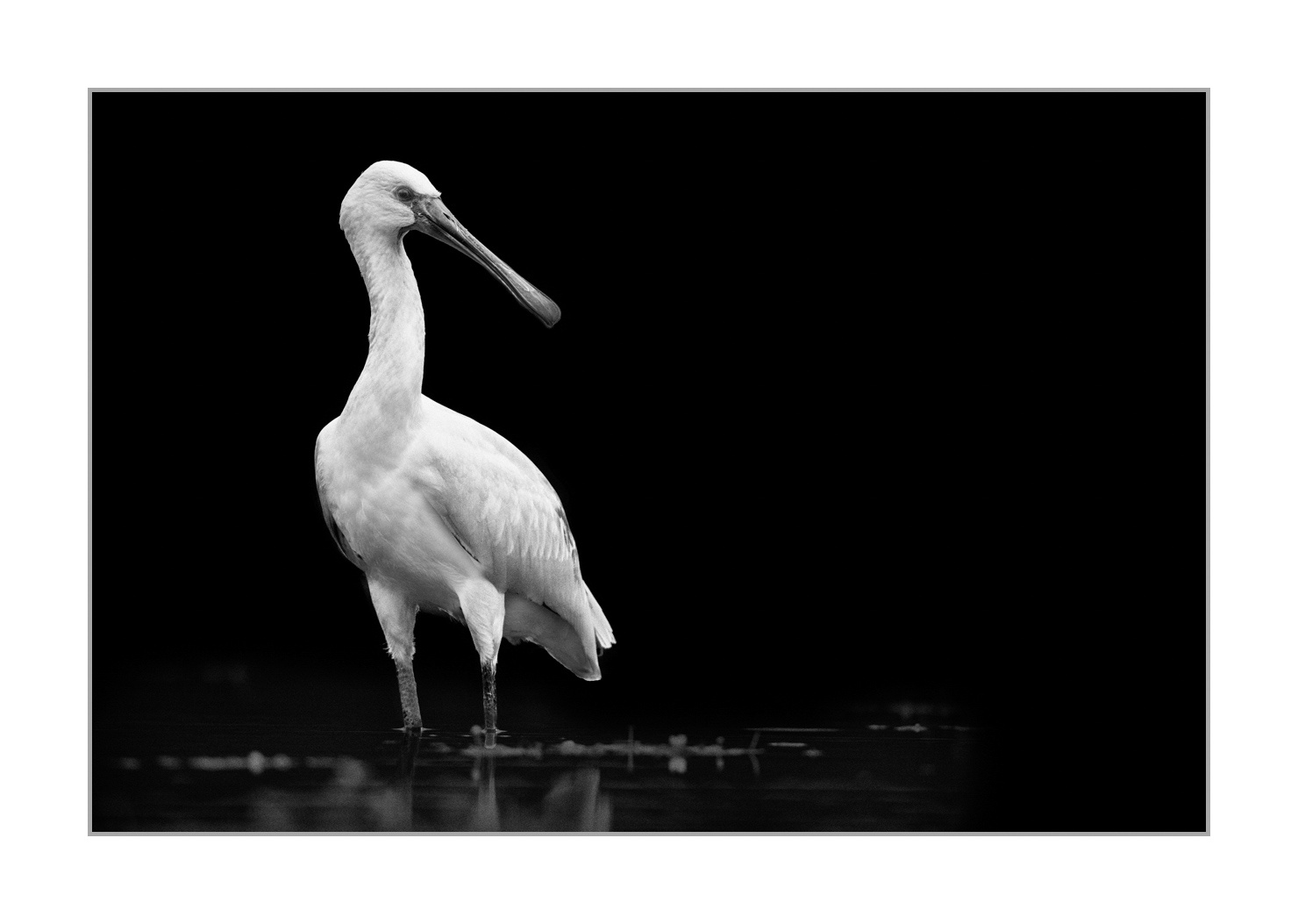 back-to-black/004-beautes-animalieres-de-la-dombes/fr/09-animaux-sauvages-dombes-back-to-black-190601DOMWLD1117BTB