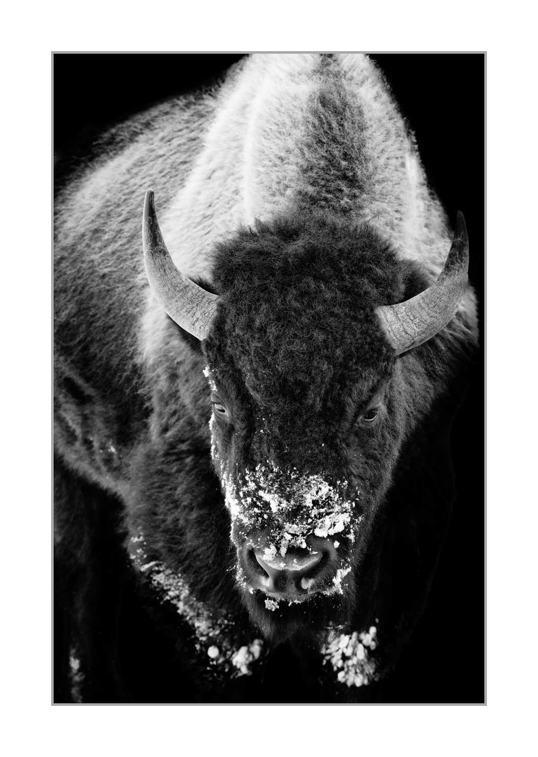 back-to-black/006-bisons/fr/03-bison-yellowstone-style-back-to-black-220104YELWLD0138BTB