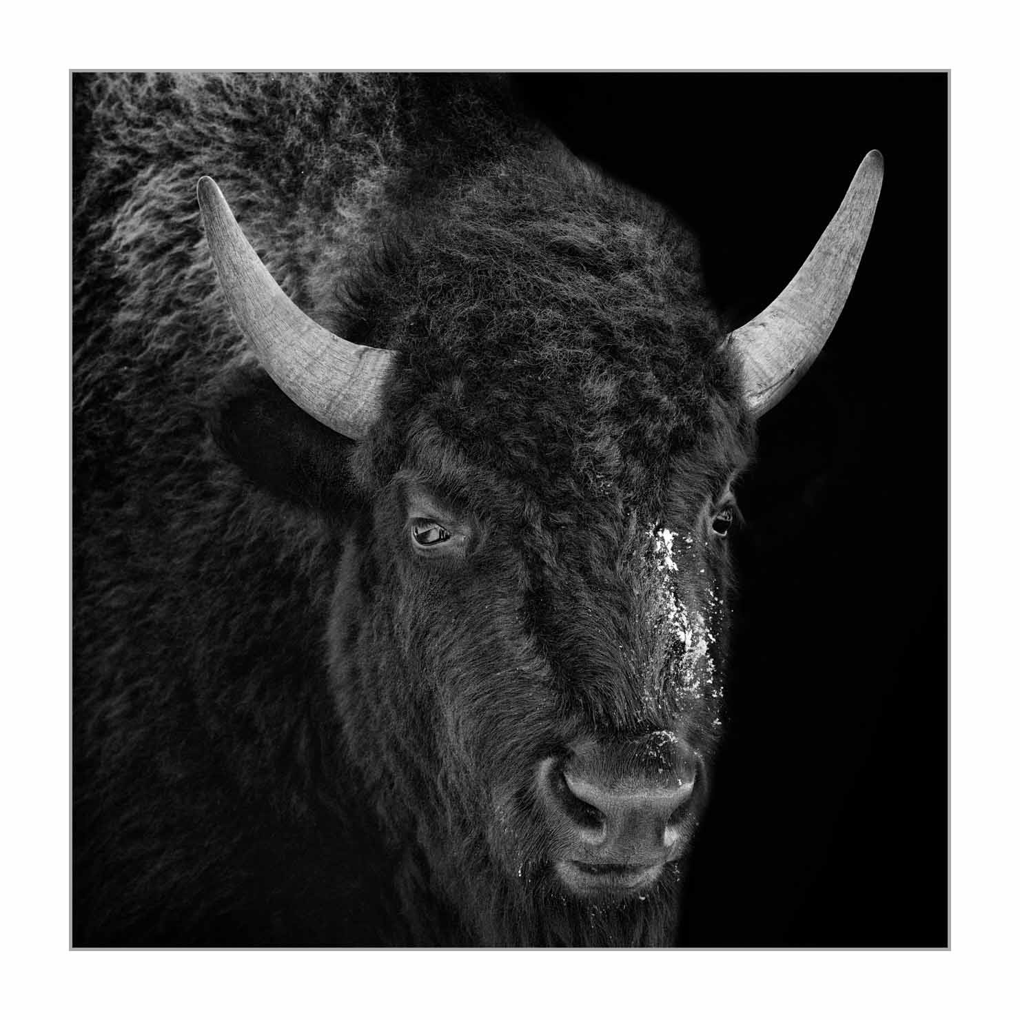 back-to-black/006-bisons/fr/04-bison-yellowstone-style-back-to-black-220104YELWLD0113BTB