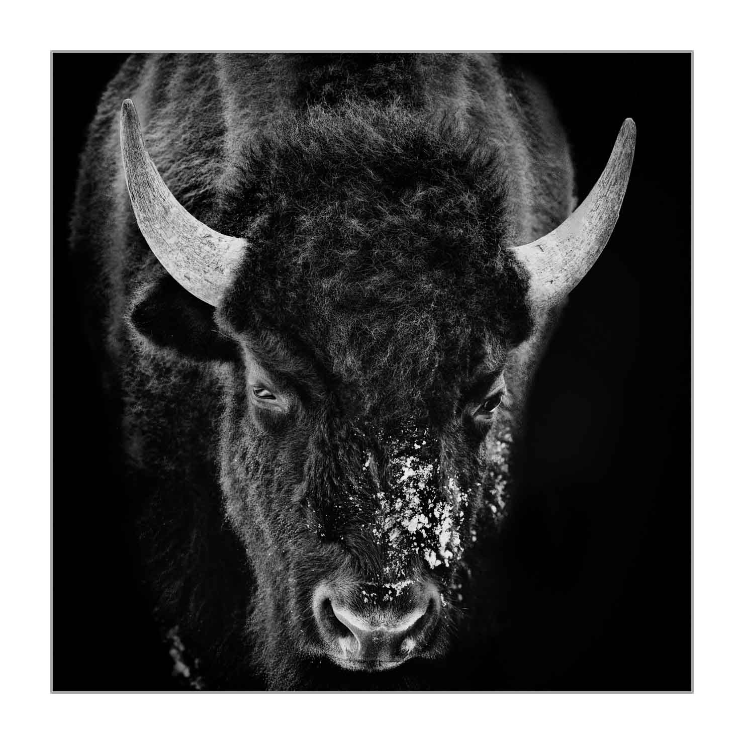 back-to-black/006-bisons/fr/05-bison-yellowstone-style-back-to-black-220104YELWLD0147BTB