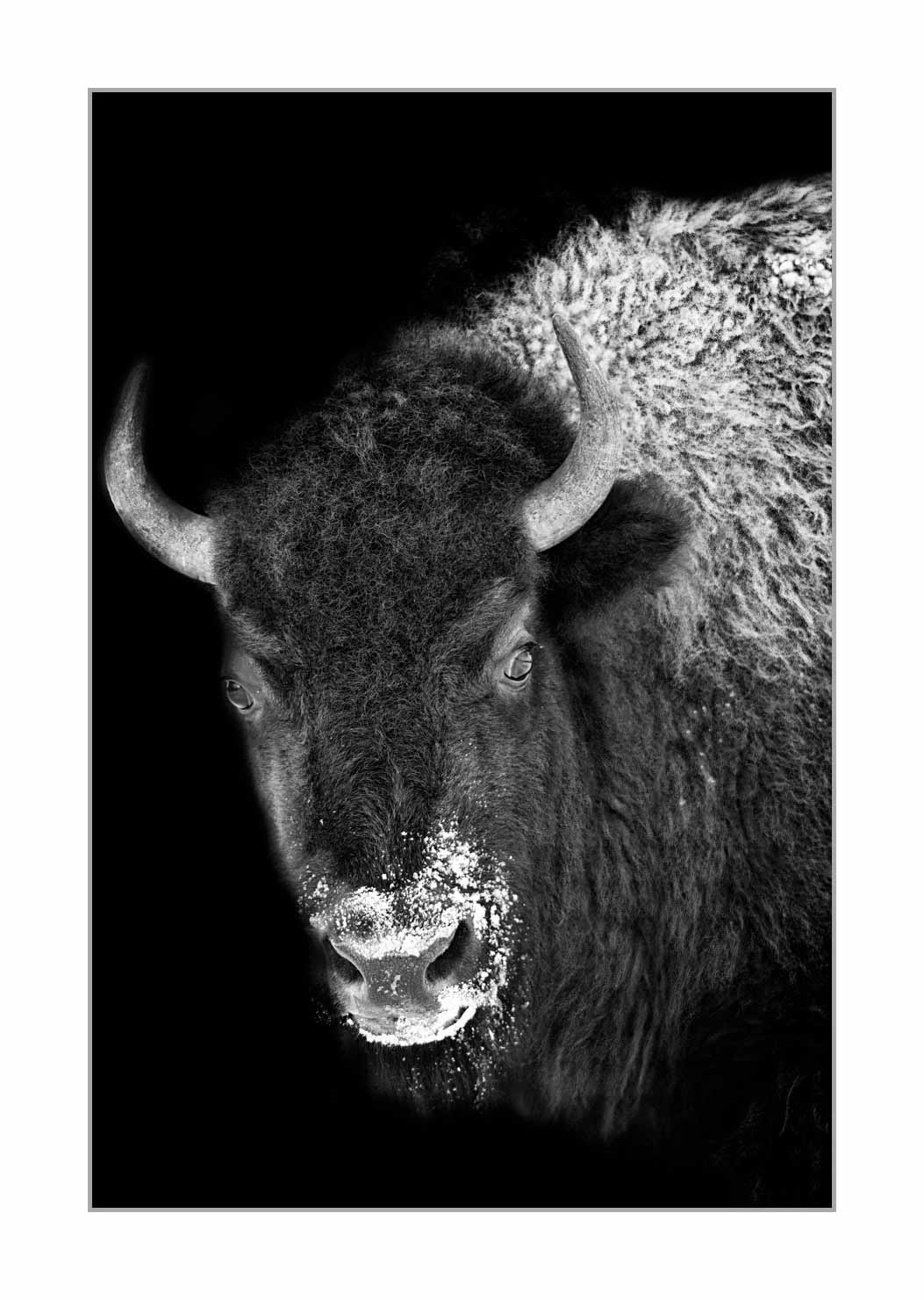 back-to-black/006-bisons/fr/06-bison-yellowstone-style-back-to-black-220104YELWLD0182BTB