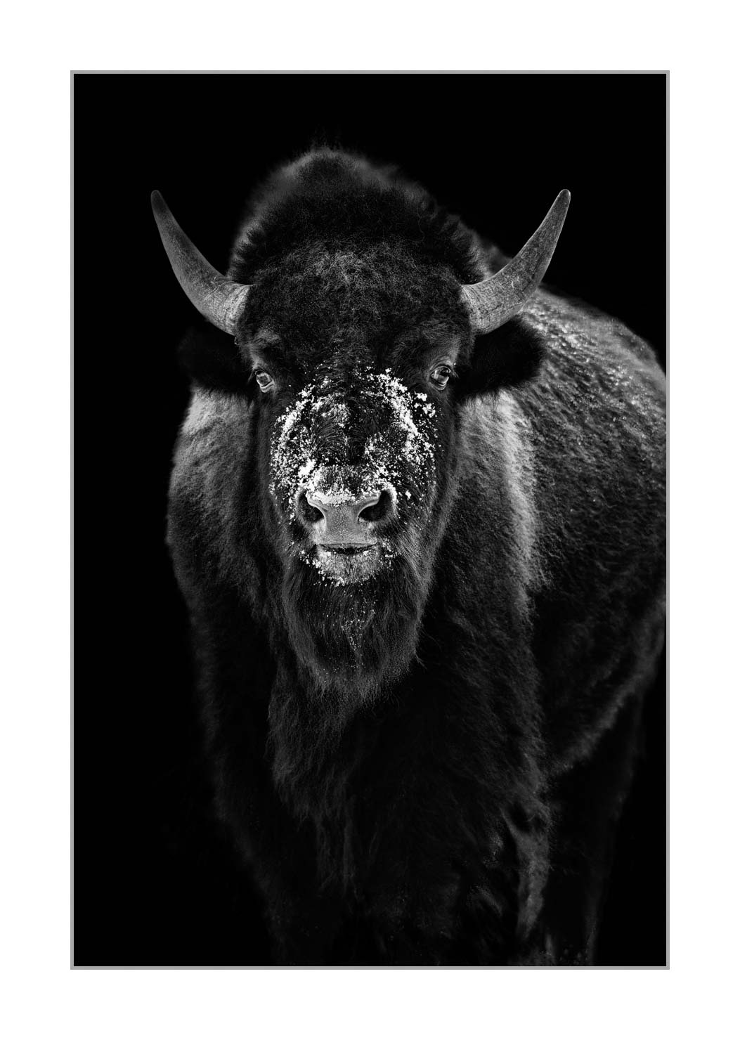 back-to-black/006-bisons/fr/07-bison-yellowstone-style-back-to-black-220104YELWLD0188BTB