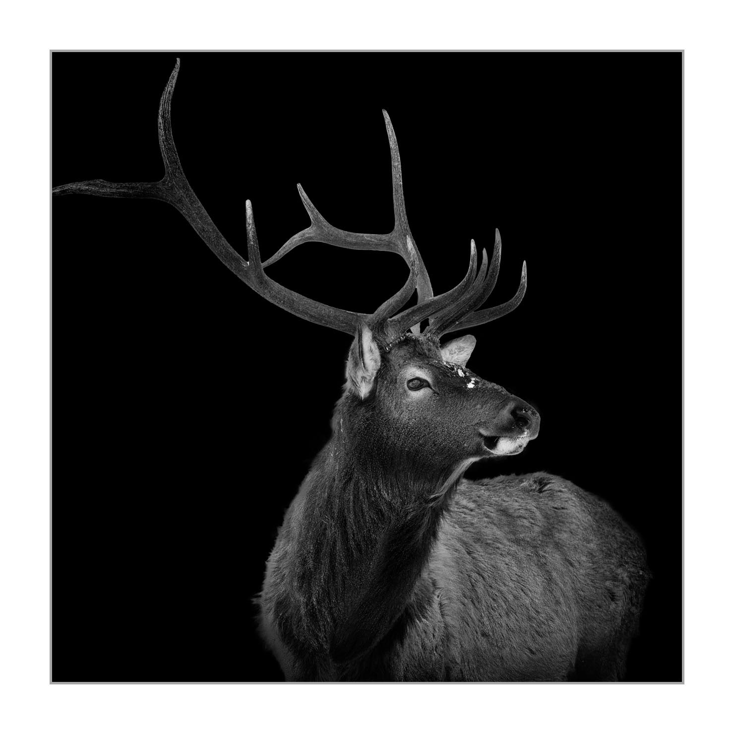 back-to-black/007-wapitis/fr/01-wapiti-yellowstone-style-back-to-black-220104YELWLD0260BTB