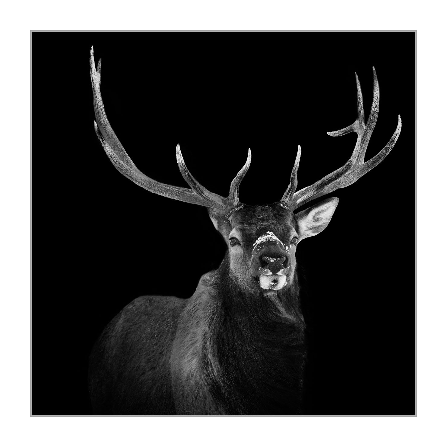 back-to-black/007-wapitis/fr/02-wapiti-yellowstone-style-back-to-black-220104YELWLD0261BTB