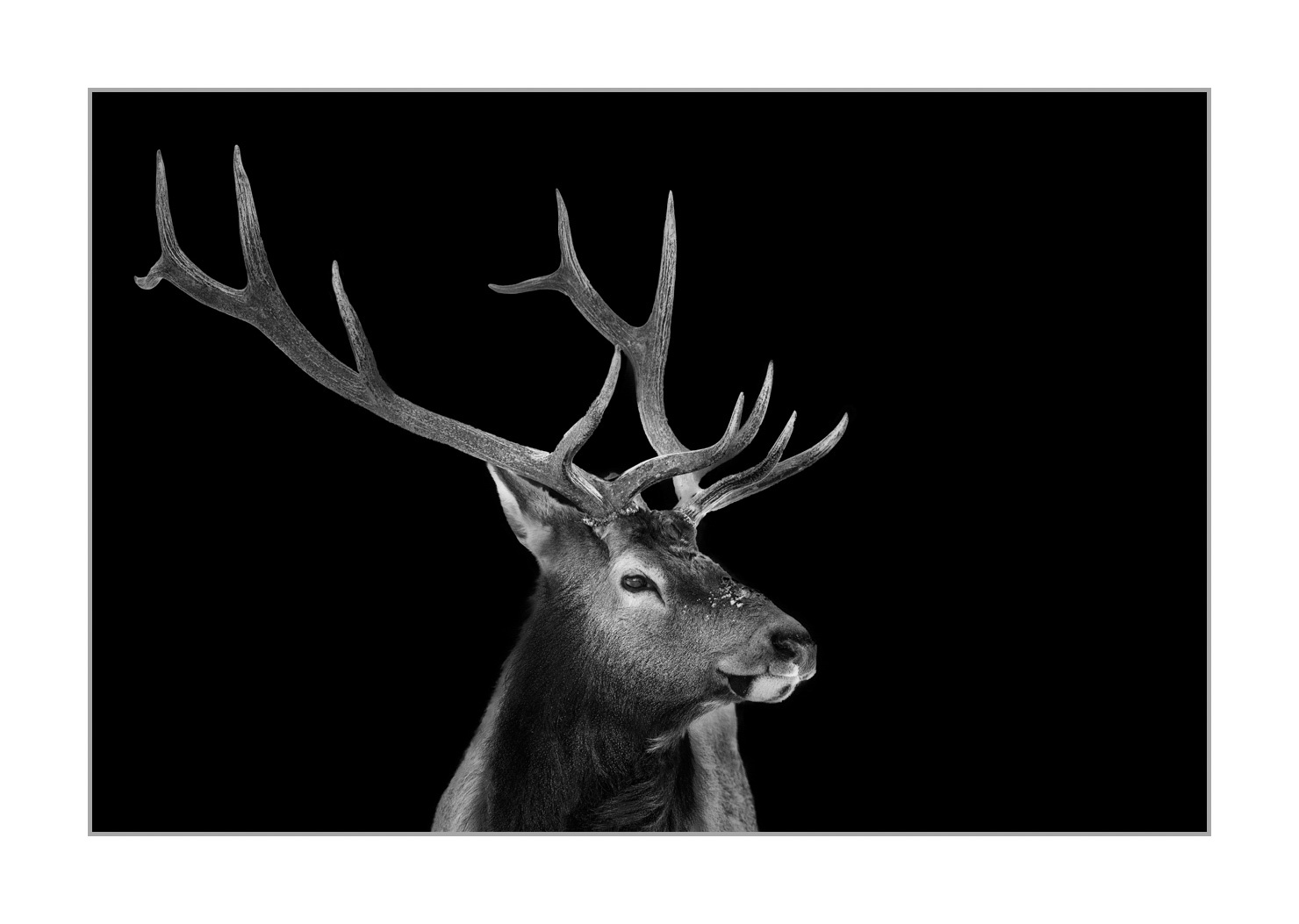 back-to-black/007-wapitis/fr/03-wapiti-yellowstone-style-back-to-black-220104YELWLD0320BTB