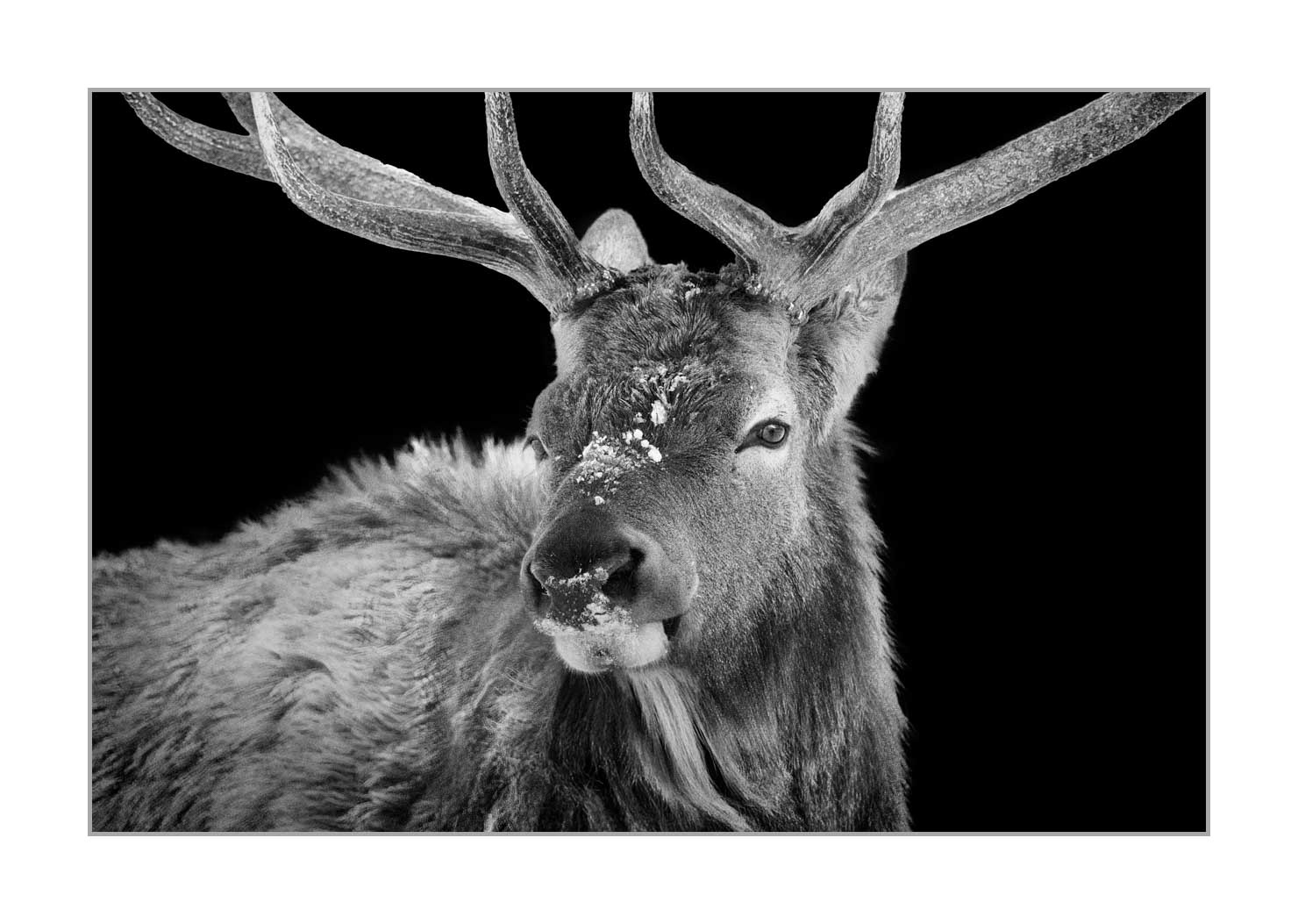 back-to-black/007-wapitis/fr/04-wapiti-yellowstone-style-back-to-black-220104YELWLD0334BTB