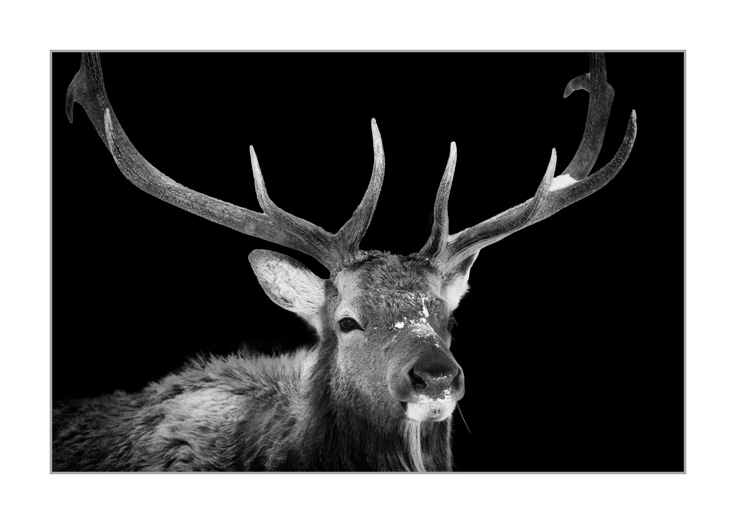 back-to-black/007-wapitis/fr/05-wapiti-yellowstone-style-back-to-black-220104YELWLD0337BTB