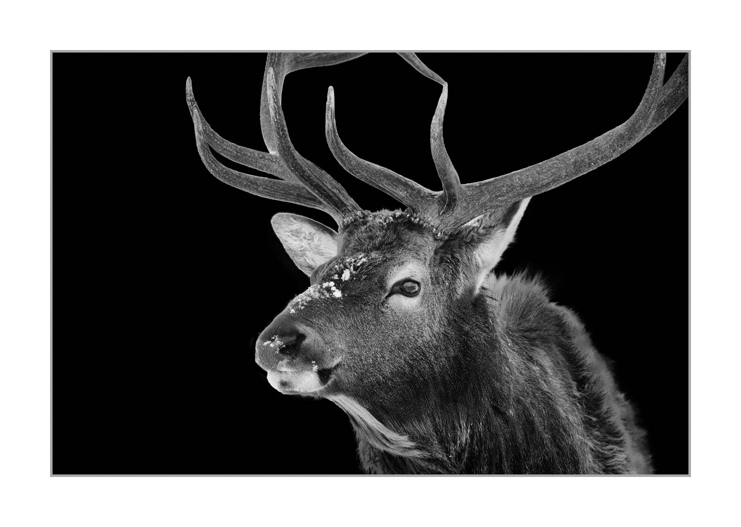 back-to-black/007-wapitis/fr/06-wapiti-yellowstone-style-back-to-black-220104YELWLD0369BTB