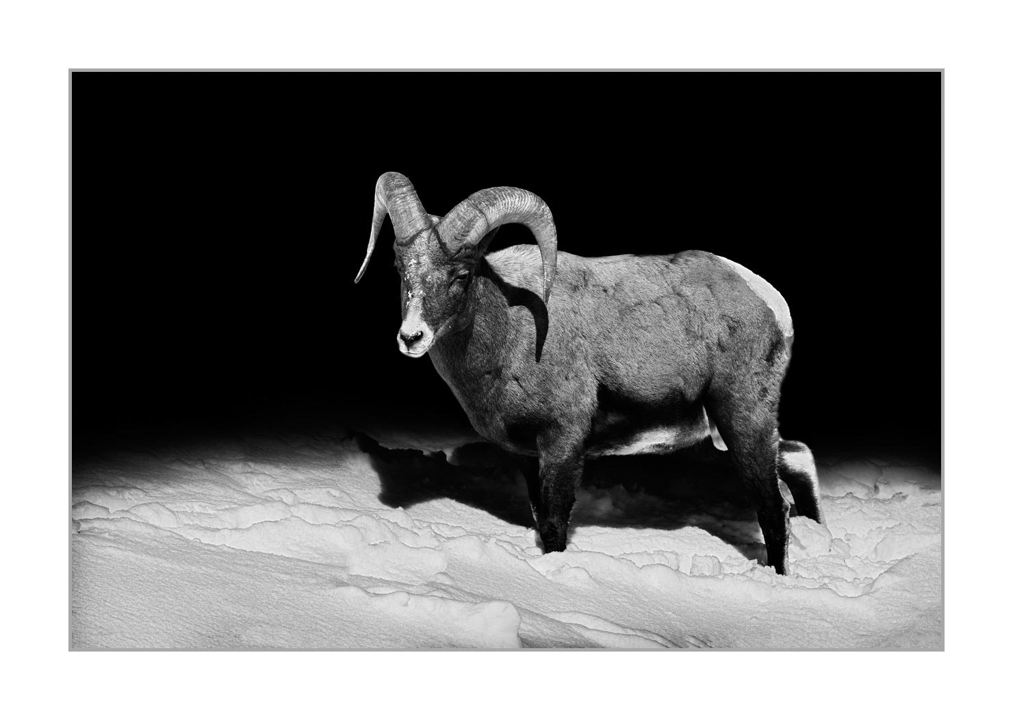 back-to-black/008-mouflon-du-canada/fr/01-mouflon-du-canada-yellowstone-style-back-to-black-190127YELWLD0461BTB