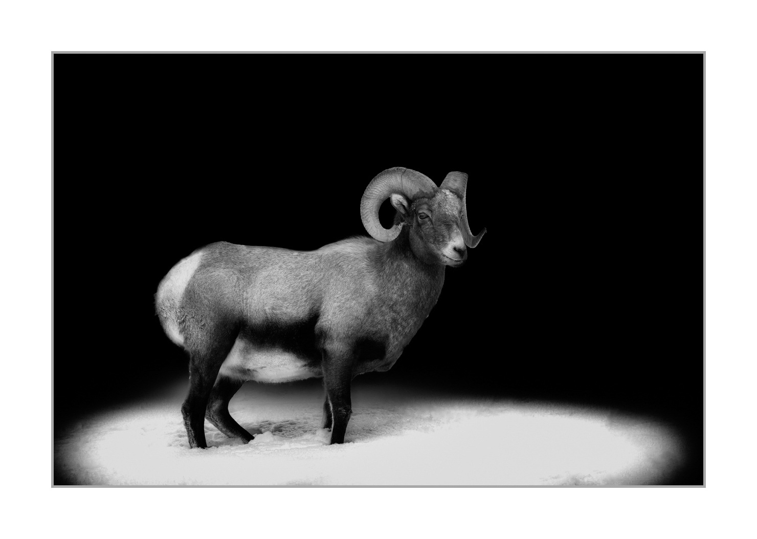 back-to-black/008-mouflon-du-canada/fr/02-mouflon-du-canada-yellowstone-style-back-to-black-190127YELWLD0539BTB