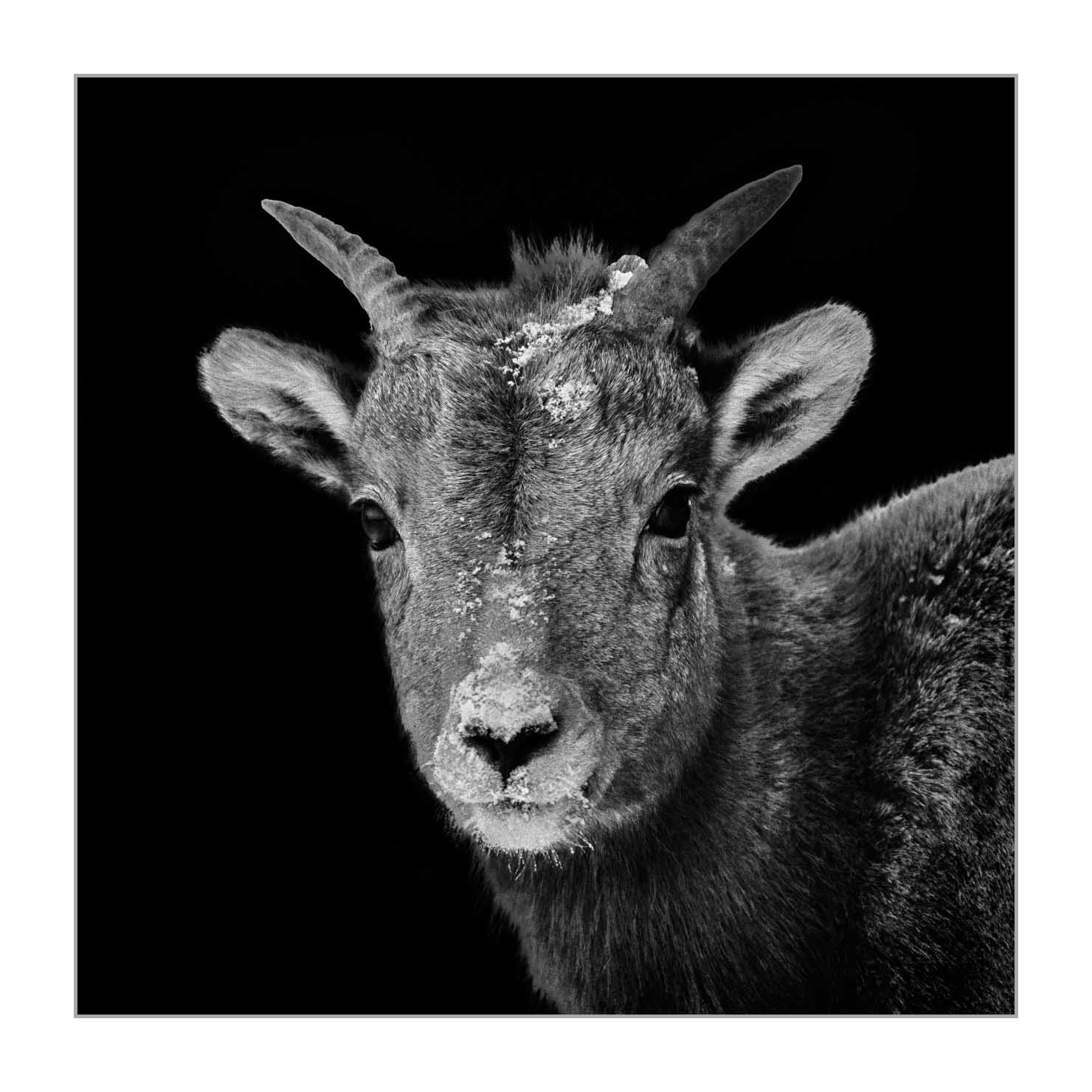 back-to-black/008-mouflon-du-canada/fr/03-mouflon-du-canada-yellowstone-style-back-to-black-220104YELWLD0014BTB