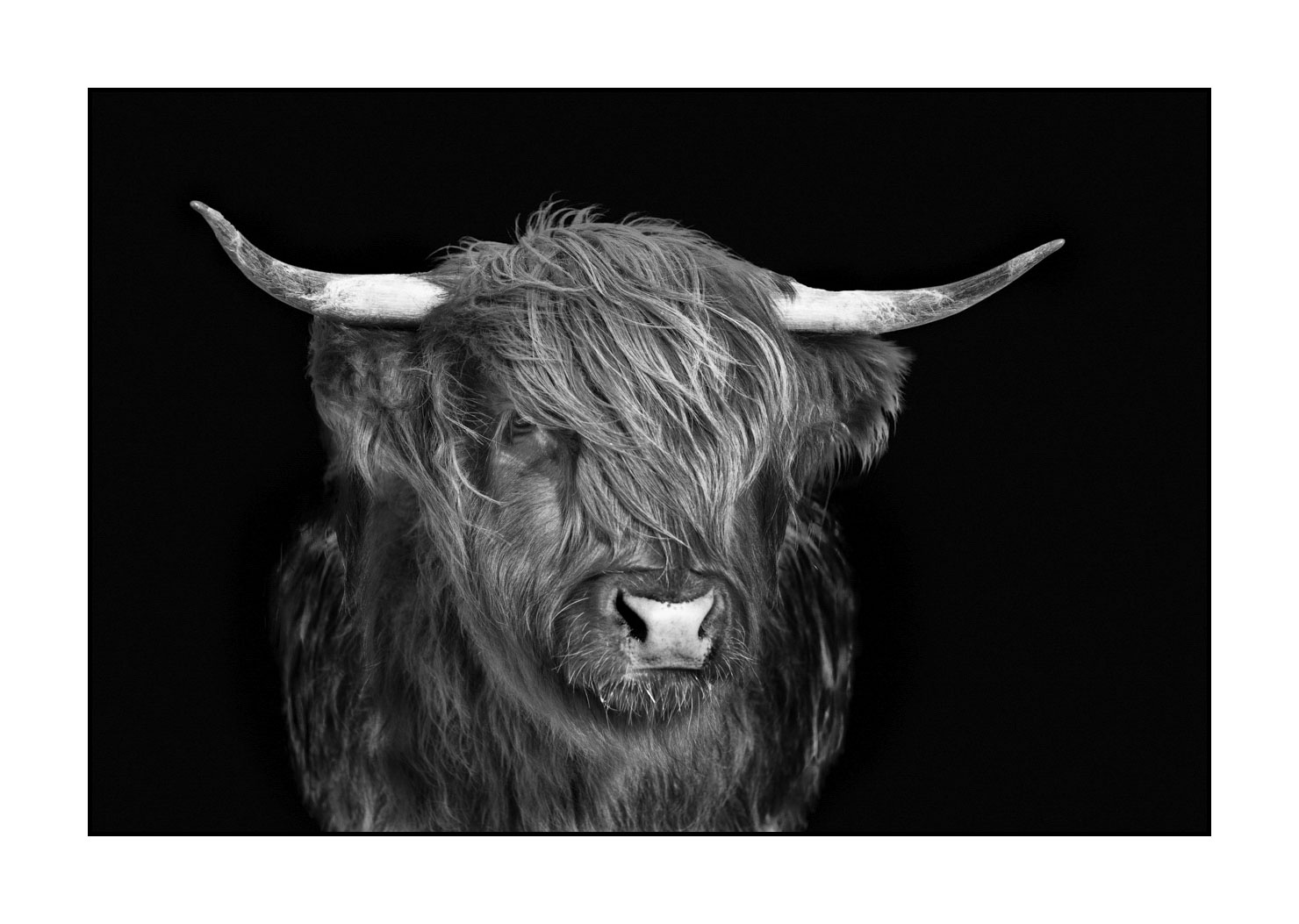 back-to-black/009-vaches-highland/fr/01-vache-highland-ecosse-230306SCOHCO0007-1569-32BTB