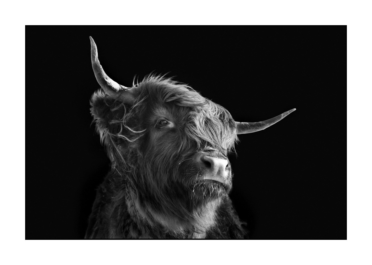 back-to-black/009-vaches-highland/fr/02-vache-highland-ecosse-230306SCOHCO0038-1570-32BTB