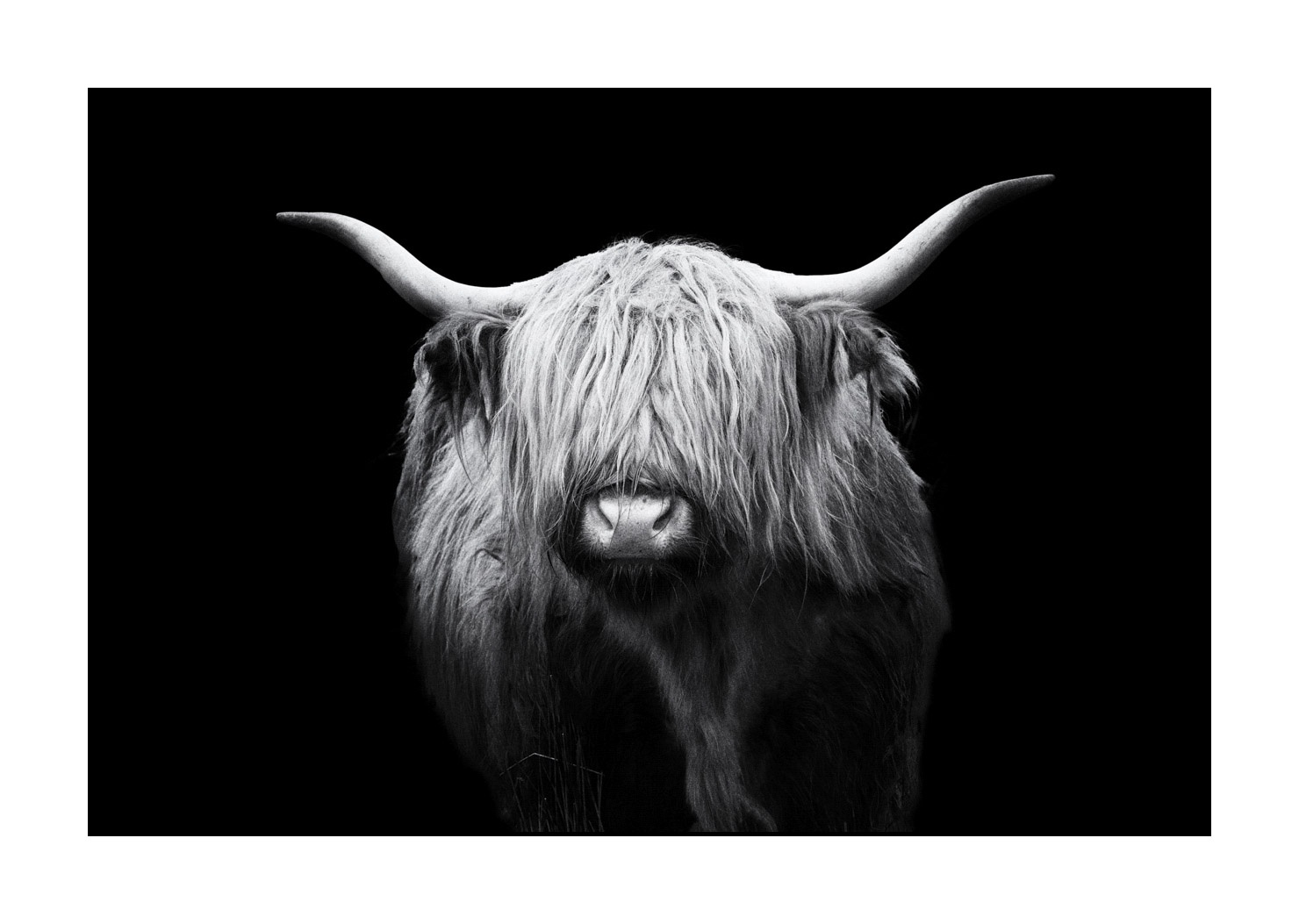 back-to-black/009-vaches-highland/fr/03-vache-highland-ecosse-230306SCOHCO0214-1571-32BTB