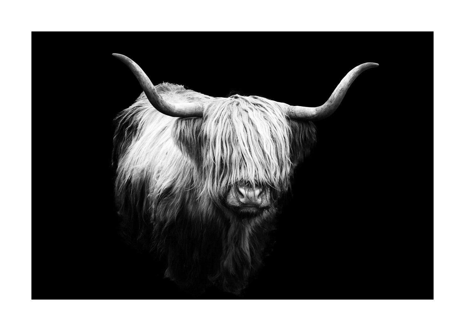 back-to-black/009-vaches-highland/fr/04-vache-highland-ecosse-230306SCOHCO0227-1572-32BTB