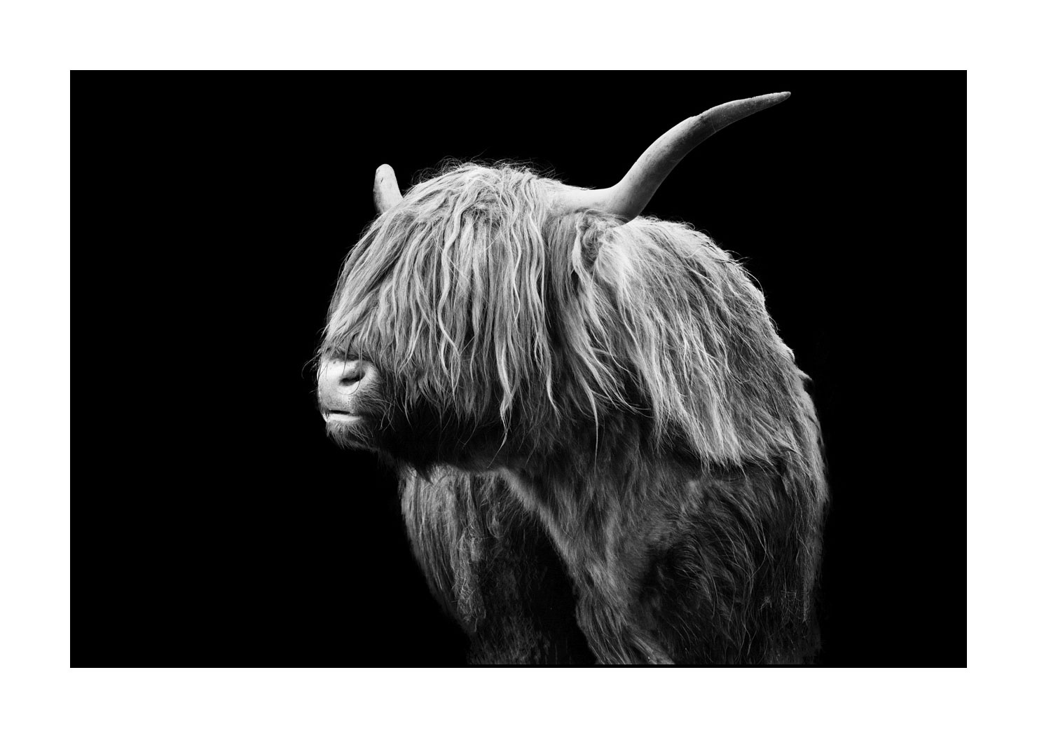 back-to-black/009-vaches-highland/fr/05-vache-highland-ecosse-230306SCOHCO0239-1573-32BTB