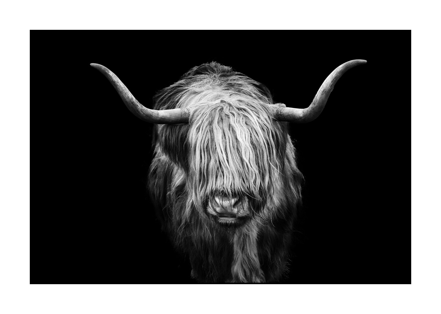 back-to-black/009-vaches-highland/fr/06-vache-highland-ecosse-230306SCOHCO0272-1574-32BTB