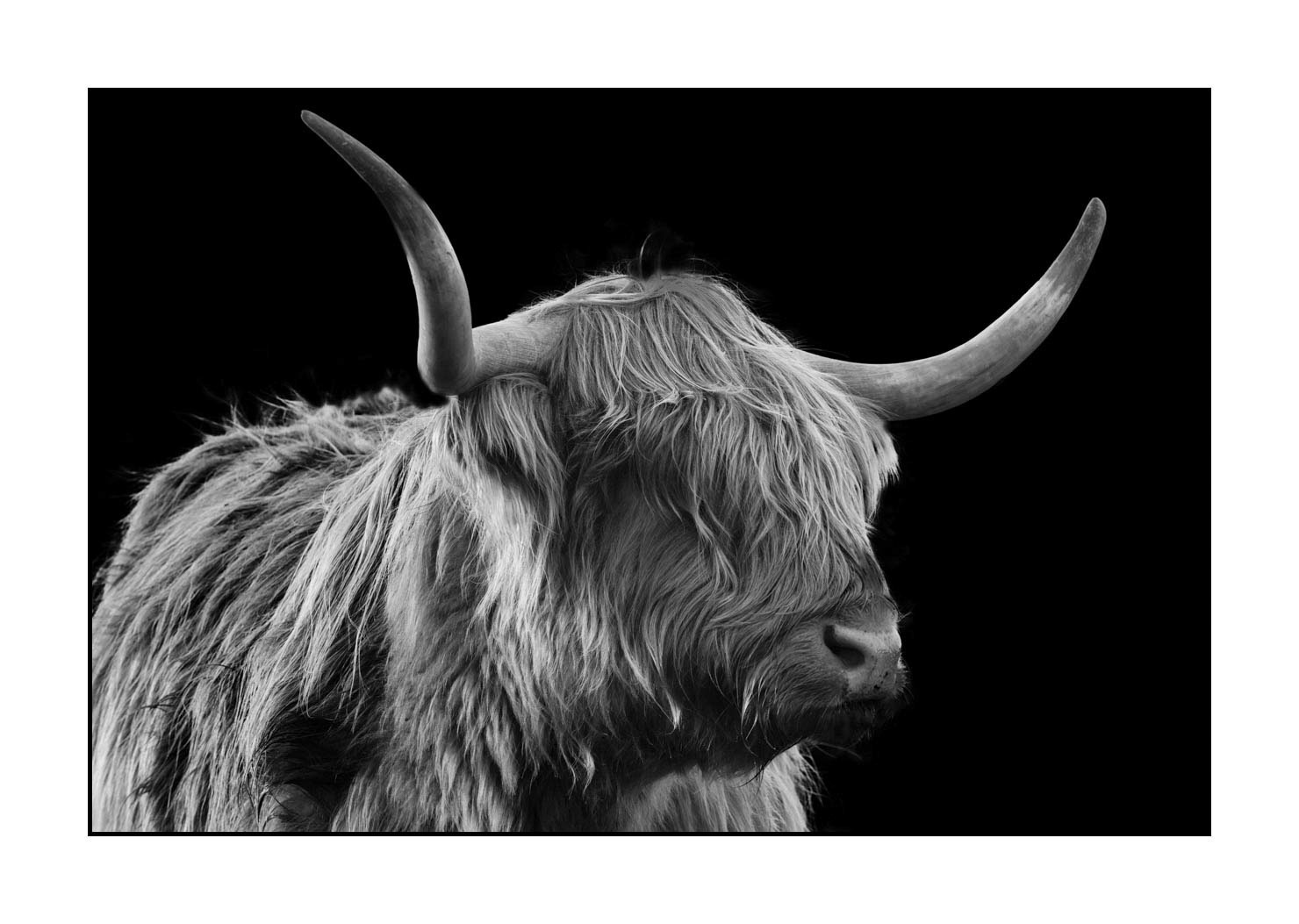 back-to-black/009-vaches-highland/fr/07-vache-highland-ecosse-231229SCOHCO0244-1750-32BTB