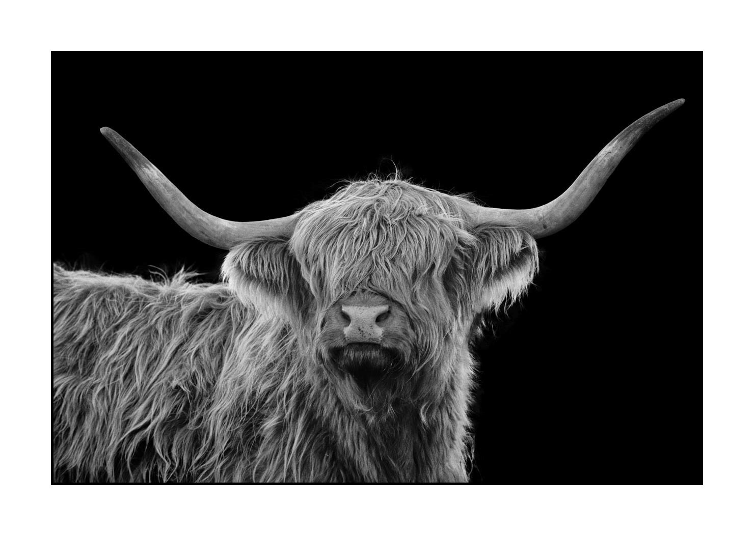 back-to-black/009-vaches-highland/fr/08-vache-highland-ecosse-231229SCOHCO0293-1751-32BTB