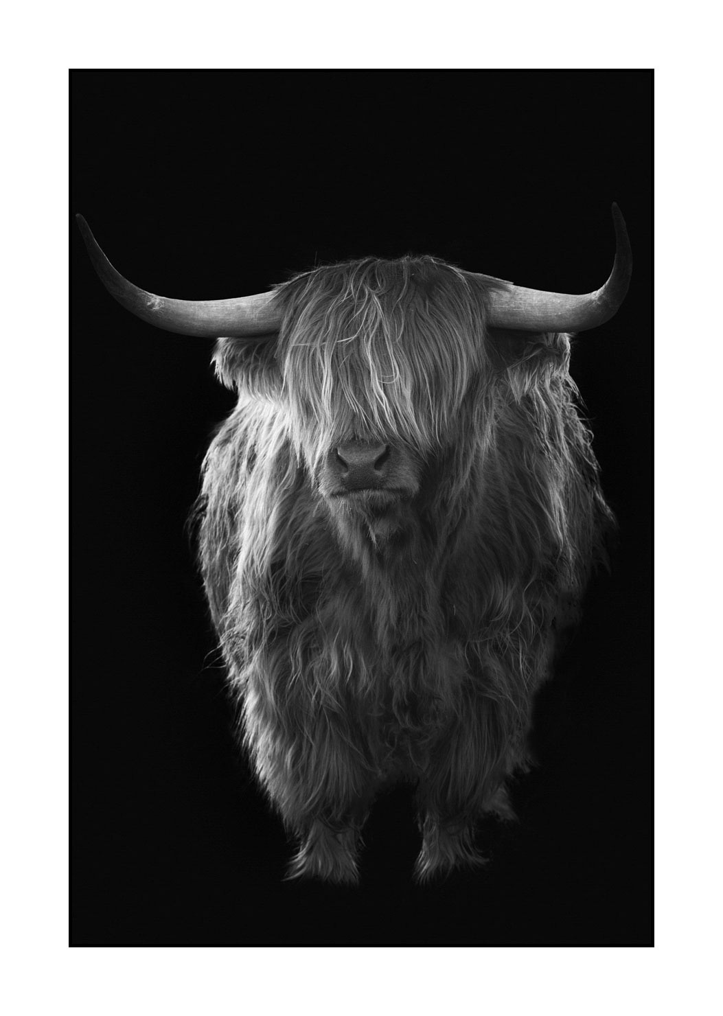 back-to-black/009-vaches-highland/fr/09-vache-highland-ecosse-231229SCOHCO0304-1752-32BTB