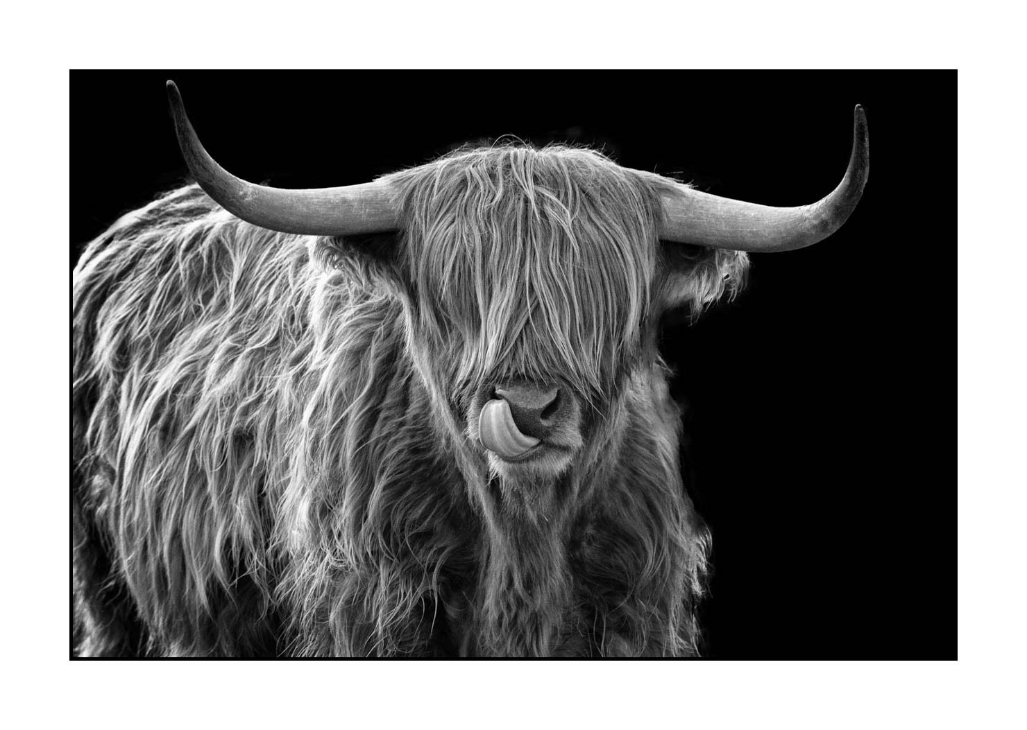 back-to-black/009-vaches-highland/fr/10-vache-highland-ecosse-231229SCOHCO0414-1753-32BTB
