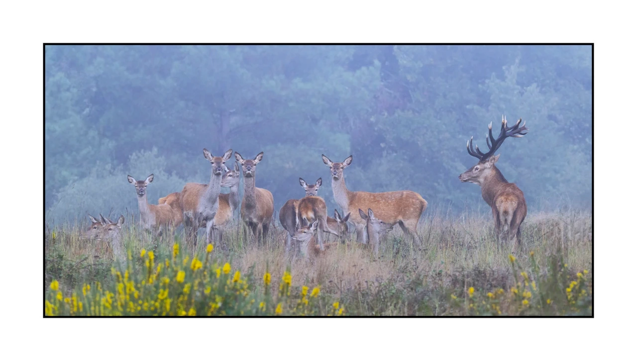 editions-limitees-sans-collection/1986/fr/edition-limitee-01-1986-21C