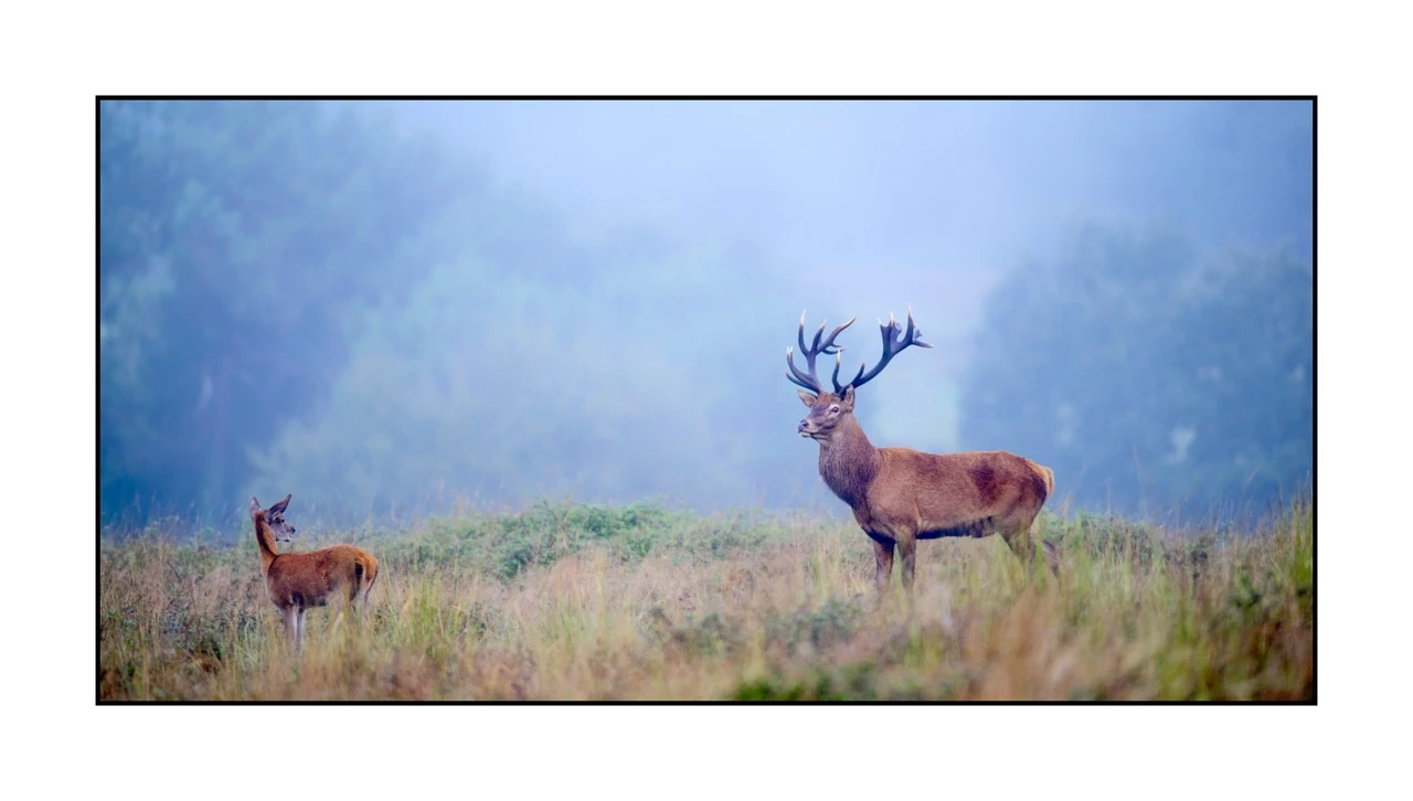 editions-limitees-sans-collection/1988/fr/edition-limitee-01-1988-21C