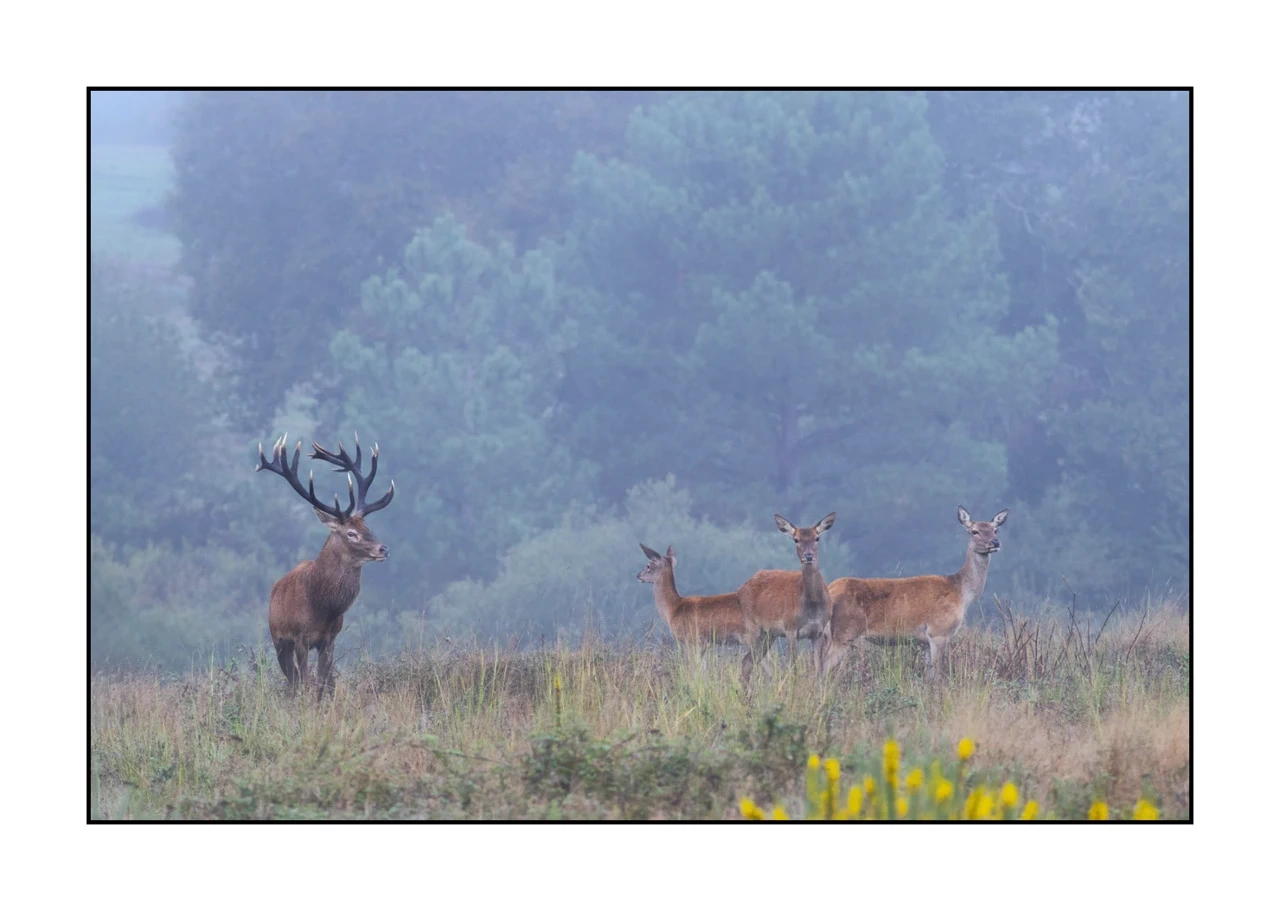 editions-limitees-sans-collection/1989/en/limited-edition-01-1989-32C