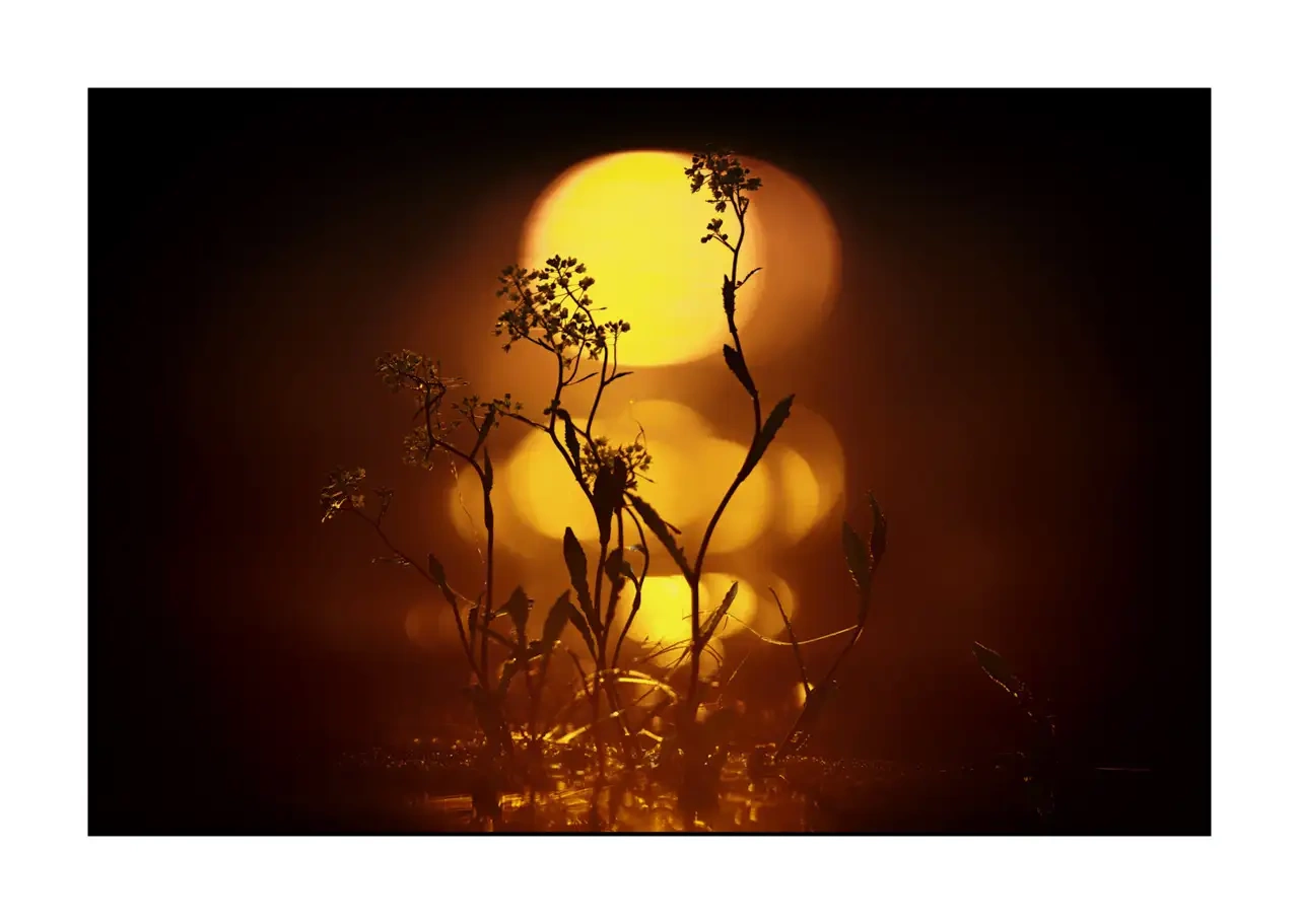 editions-limitees-sans-collection/2136/fr/edition-limitee-01-2136-32C