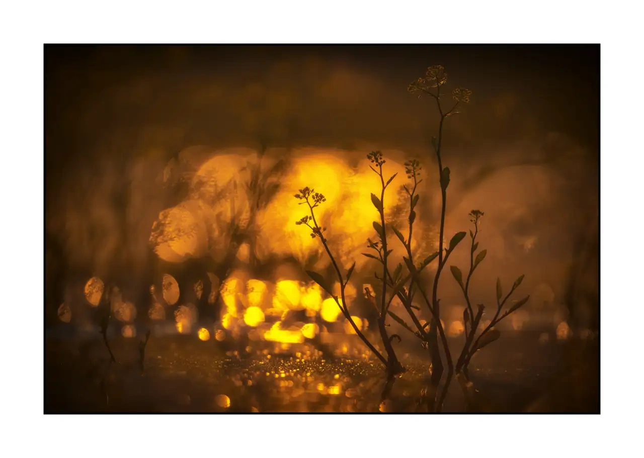 editions-limitees-sans-collection/2137/en/limited-edition-01-2137-32C