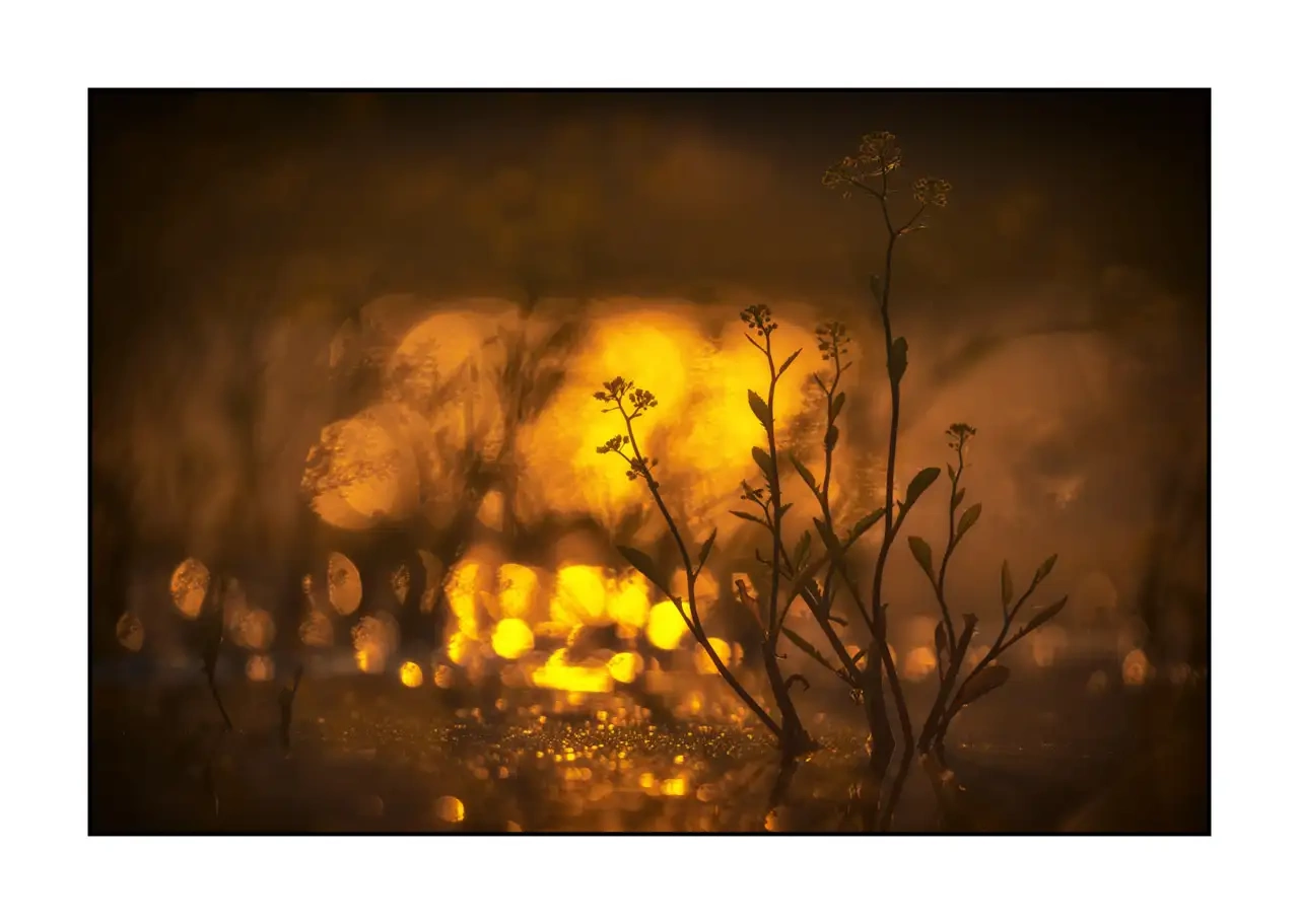 editions-limitees-sans-collection/2137/fr/edition-limitee-01-2137-32C
