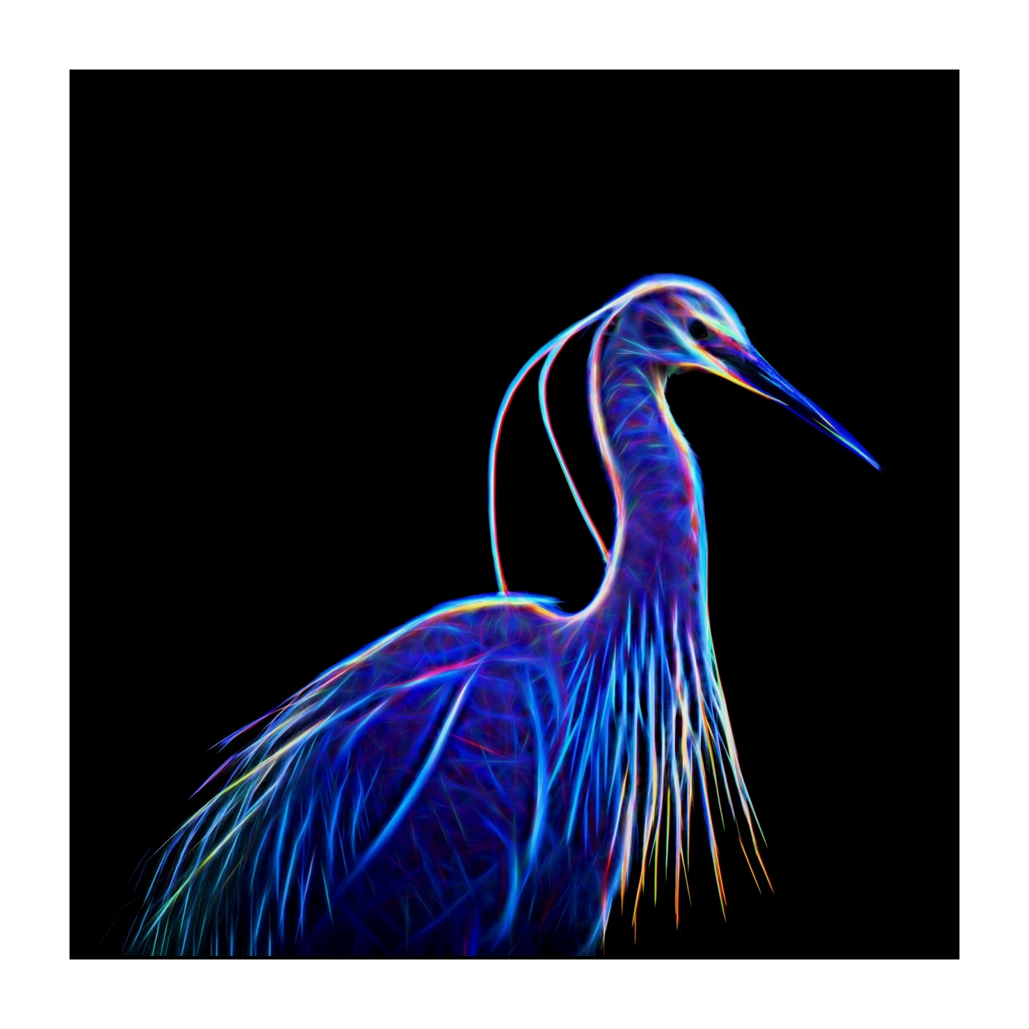 fusion/001-oiseaux-de-la-dombes/edition-limitee/en/02-birds-of-la-dombes-220517DOMWLD0002F