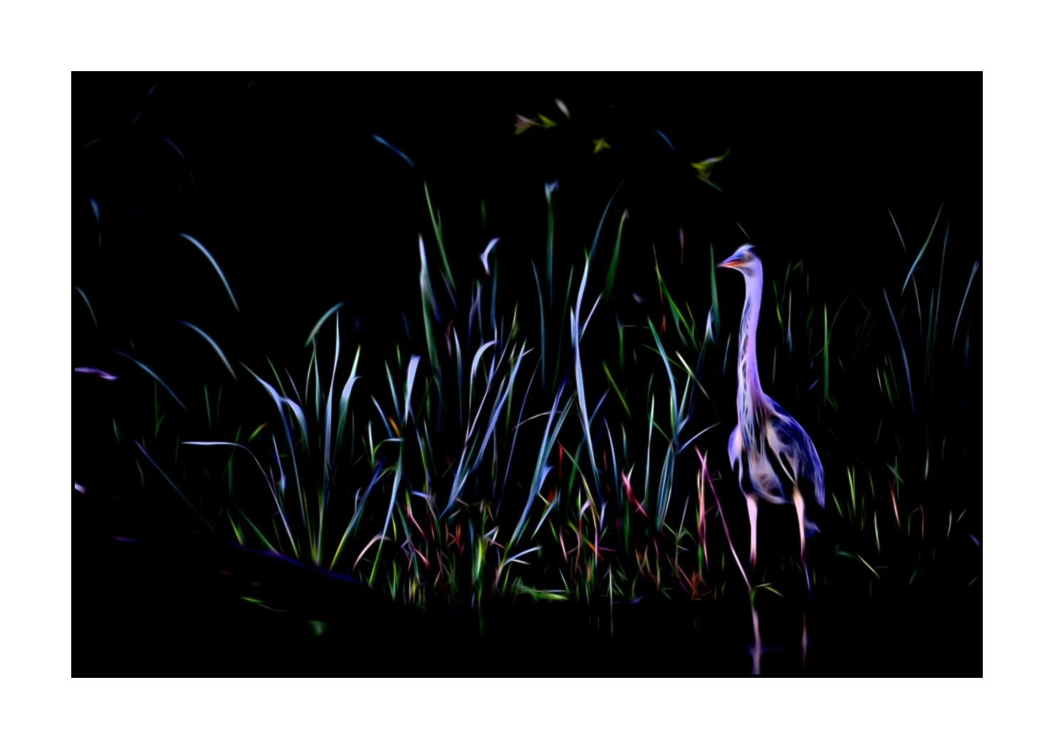 fusion/001-oiseaux-de-la-dombes/edition-limitee/en/05-birds-of-la-dombes-220517DOMWLD1217F